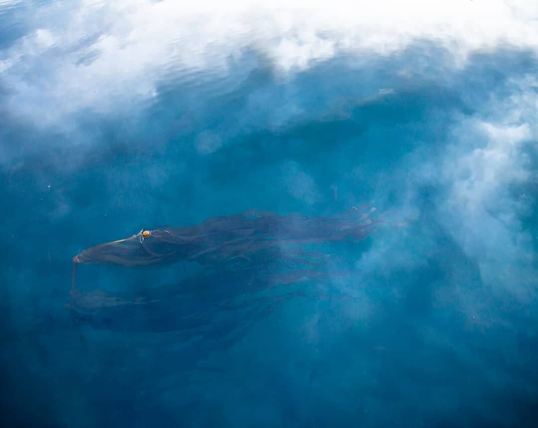 Flying kelp.

Have you ever noticed
the perfection of bull kelp, so well-suited for its place and purpose? It roots itself to its home and stands strong on only one leg, favouring rich currents over safe but stagnant waters.

On calm days the barrier