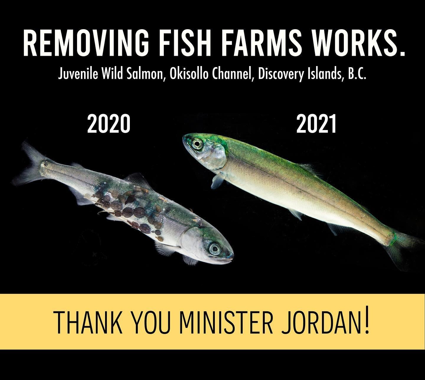On December 17th 2020 Fisheries Minister @bernadettejordanmp made the decision to fulfill the wishes of seven consulting First Nations, and remove fish farms from the Discovery Islands. This spring we are so happy to say we are seeing the incredible 
