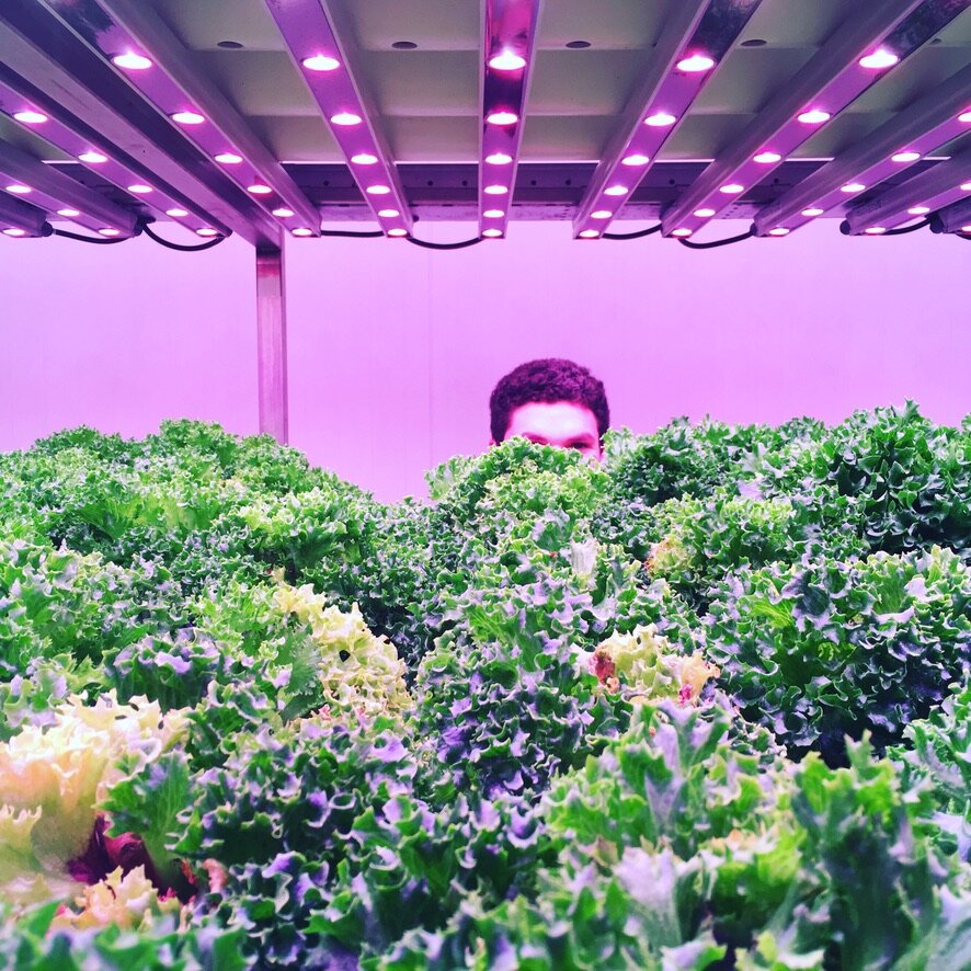 How did I get into urban agriculture?