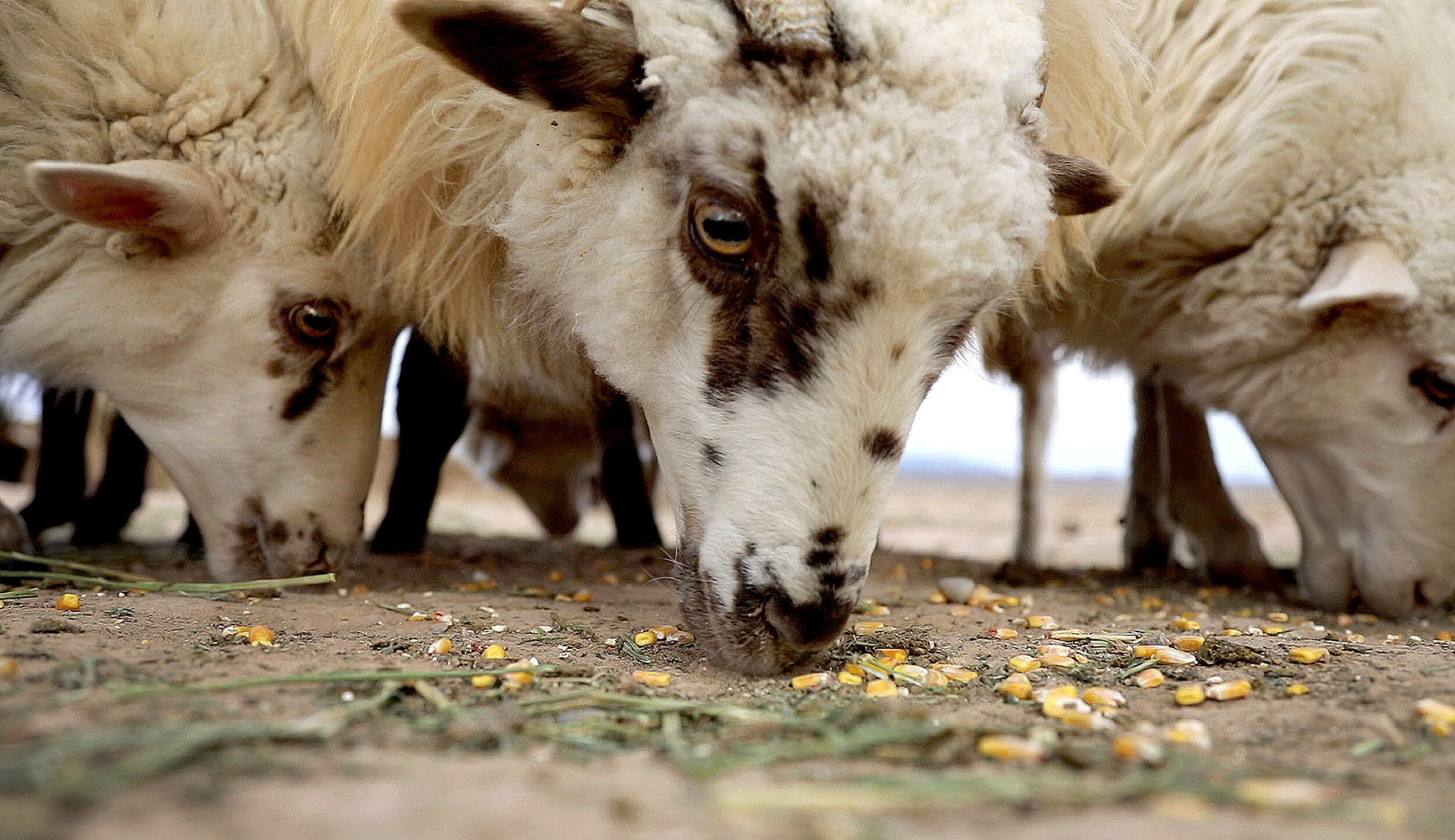 The Shepherdess Katie Falkenberg3.jpg