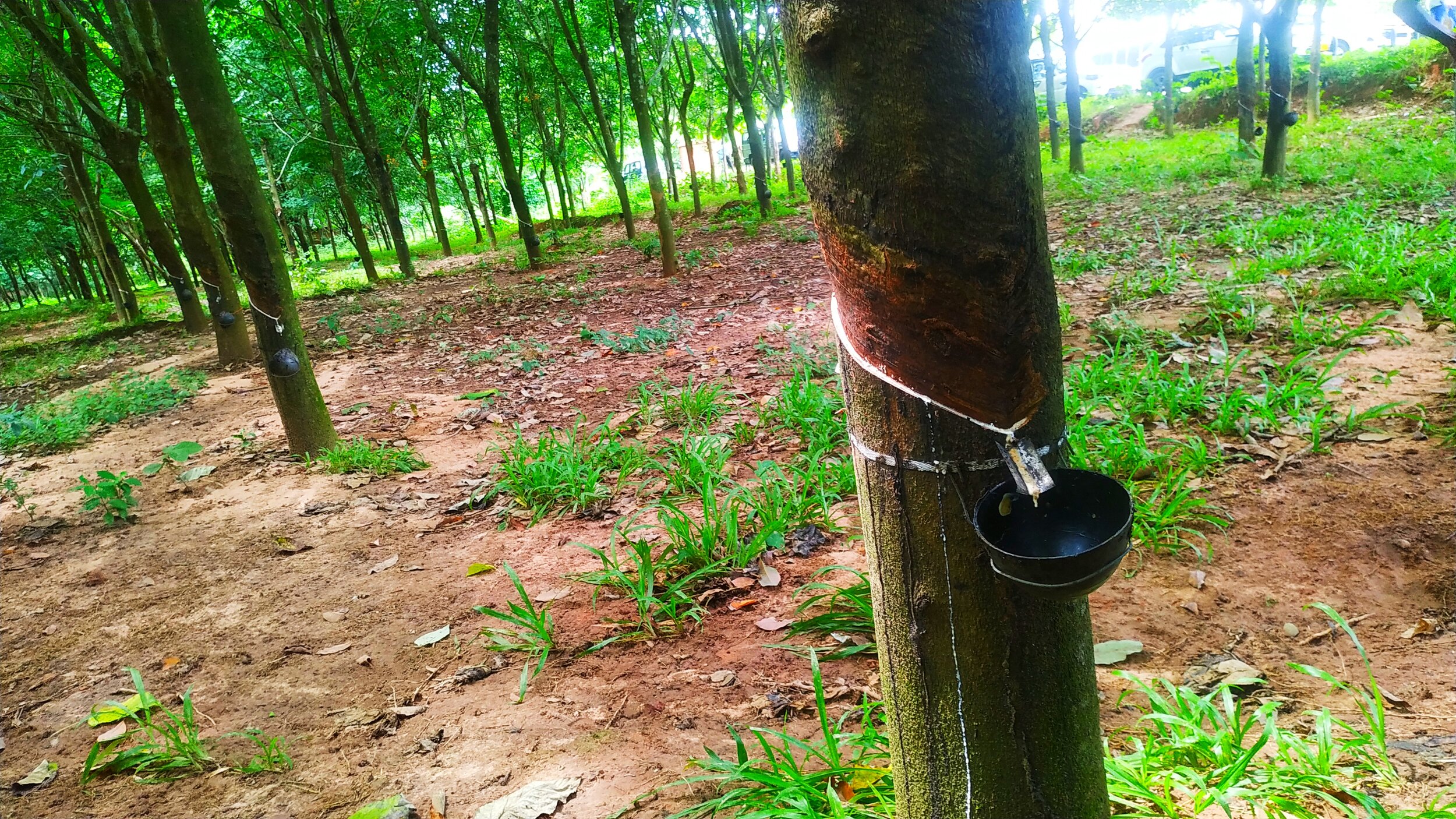 Rubber Market Macro-Analysis: Exogenous Shocks and Kinetic Demand
