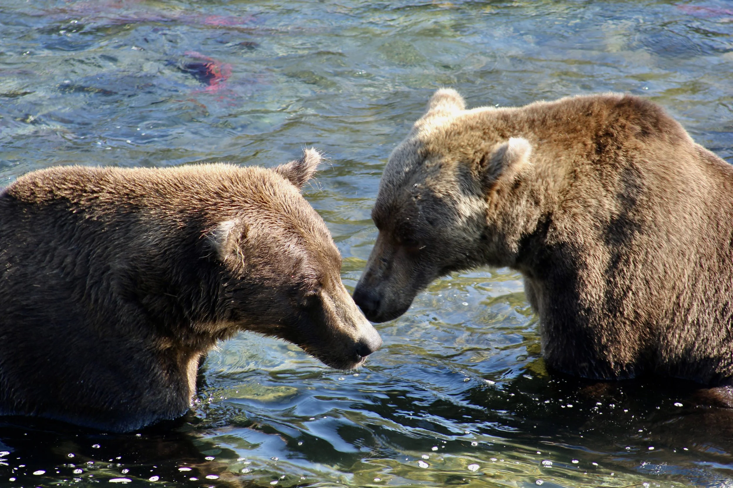 Alaska Adventure: Seeing Lake Clark &amp; Katmai National Parks