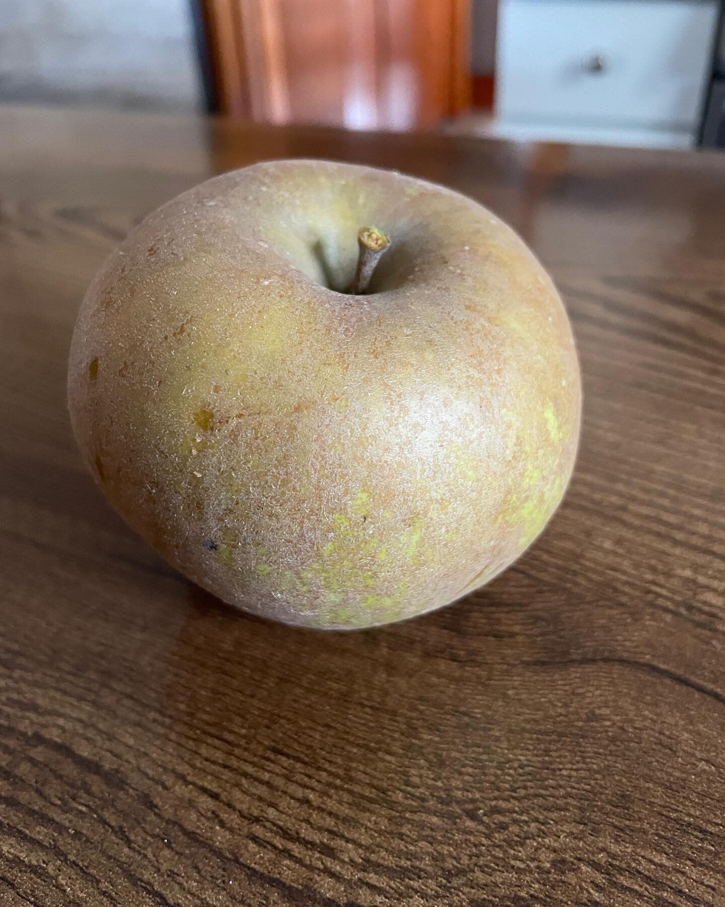 The Roxbury Russet is ready. Be on the lookout for our fall tasting. This is one of the apples we will feature. #heirloomapples #vintageorchard