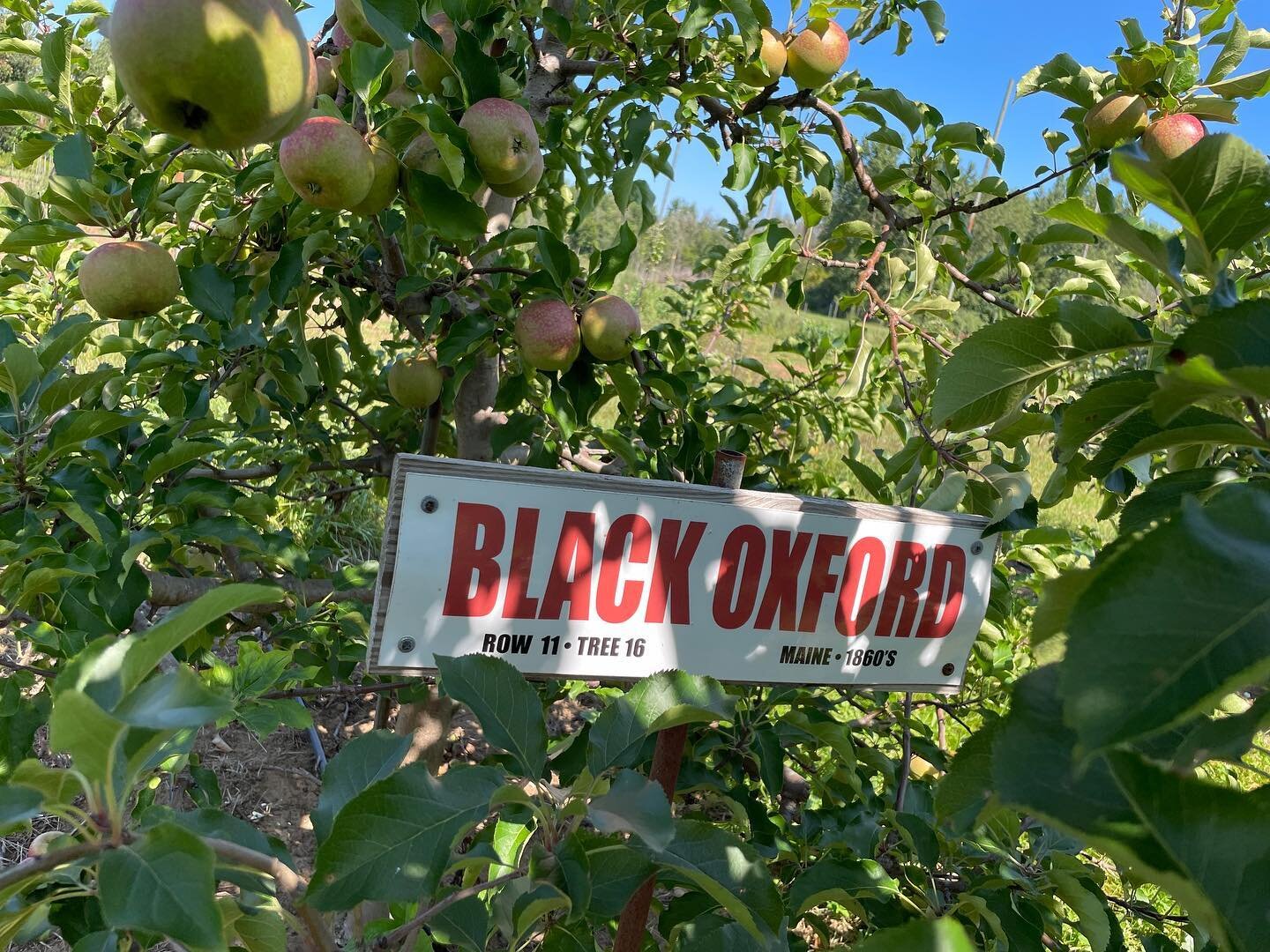 What a fun day yesterday. Katie at @lynoakenfarms let us explore their heirloom section. They have over 70 varieties. We got to see some examples of some the ones we grow and then see some ones we want to add. If you are ever in the Medina NY region 