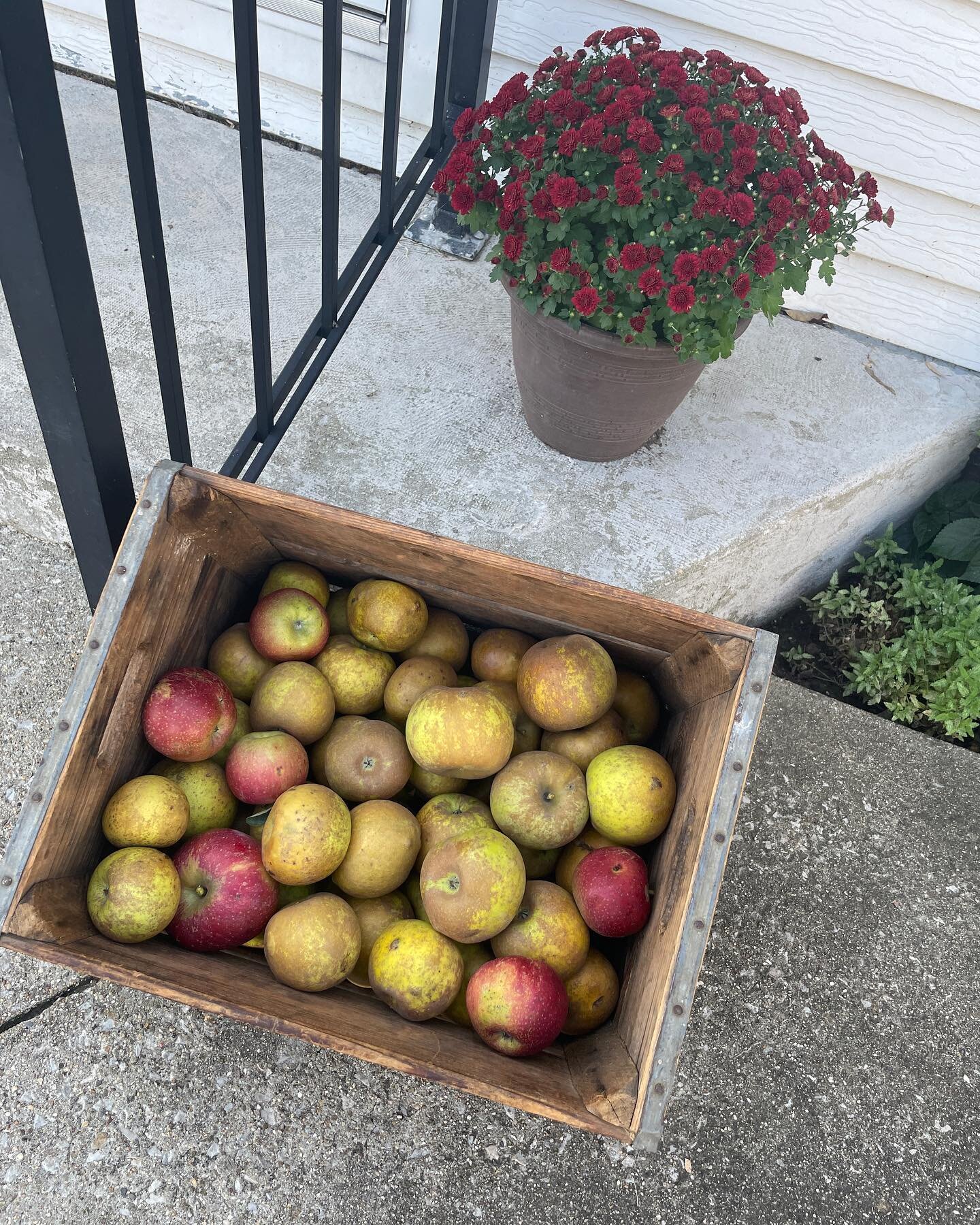 Picked the Roxbury Russet today. Not a bad little crop for a young tree. Can&rsquo;t wait to share these, my favorite apple in the orchard so far.