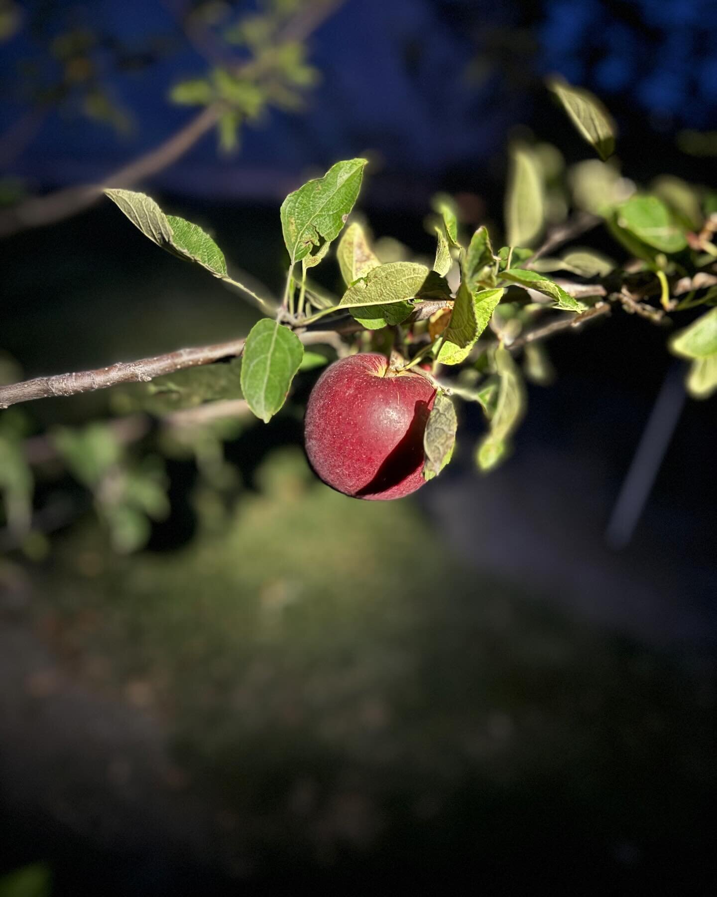 The Arkansas Blacks are getting ripe. #heirloomorchard #vintageapples #arkblack #nightpics