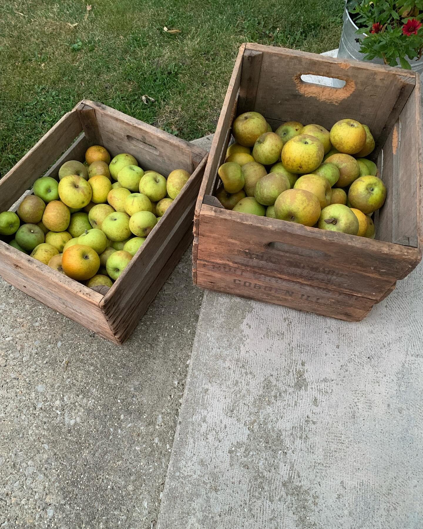 Hey friends, we have a few 1/4 pecks of apples for sale for 10. Send me a DM if you would like a bag. We have Jonathans, Baldwins and Roxbury Russets ready.  We also have some slots still available for our 2nd night of Apple Tasting on Nov 3rd. 5:30-