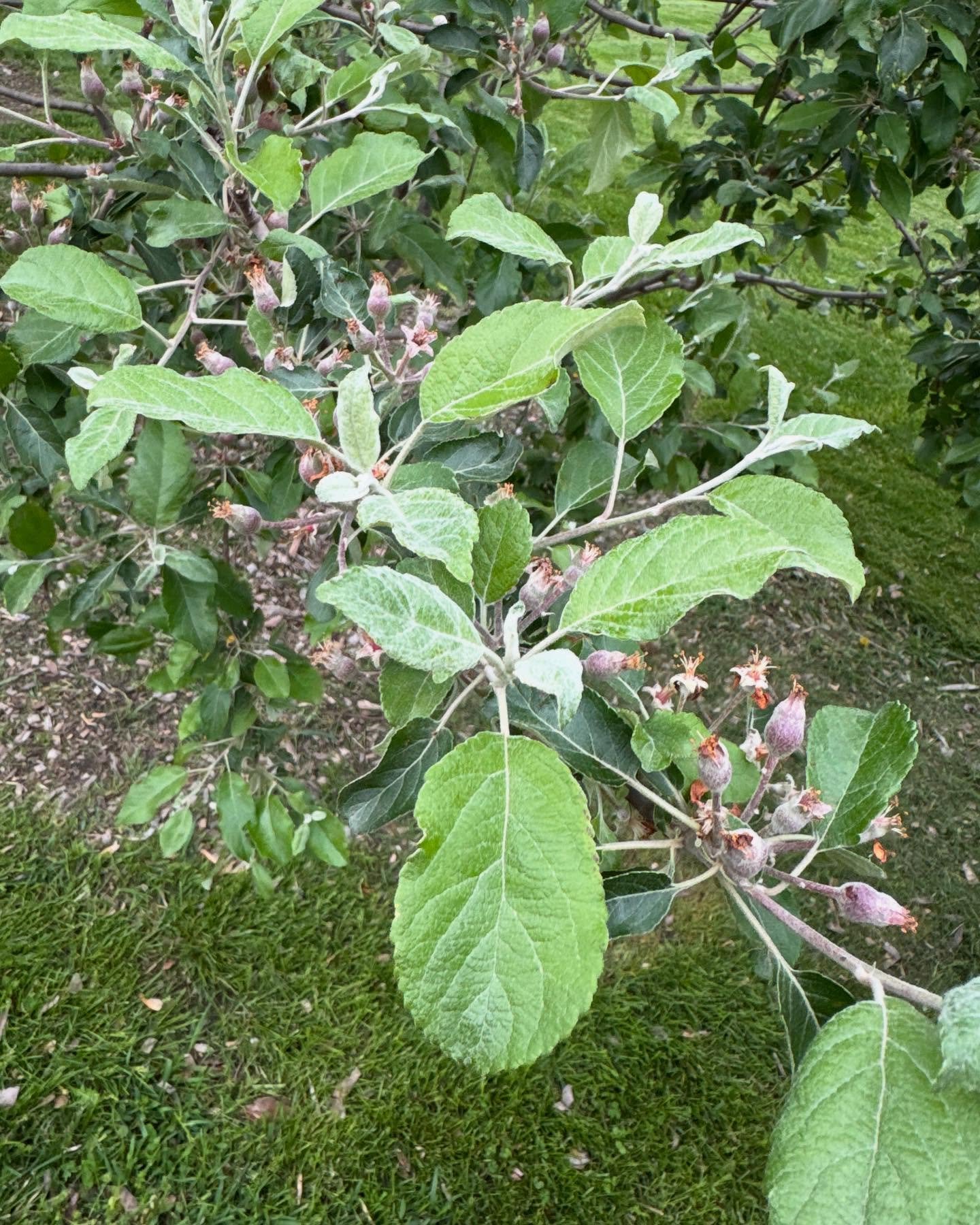 We discovered we have mystery tree. What we thought was a #blackoxford has turned out to be either another variety or a new variety. It&rsquo;s a waiting game, once the apples ripen we will taste them to see if they are any good. If they are we will 