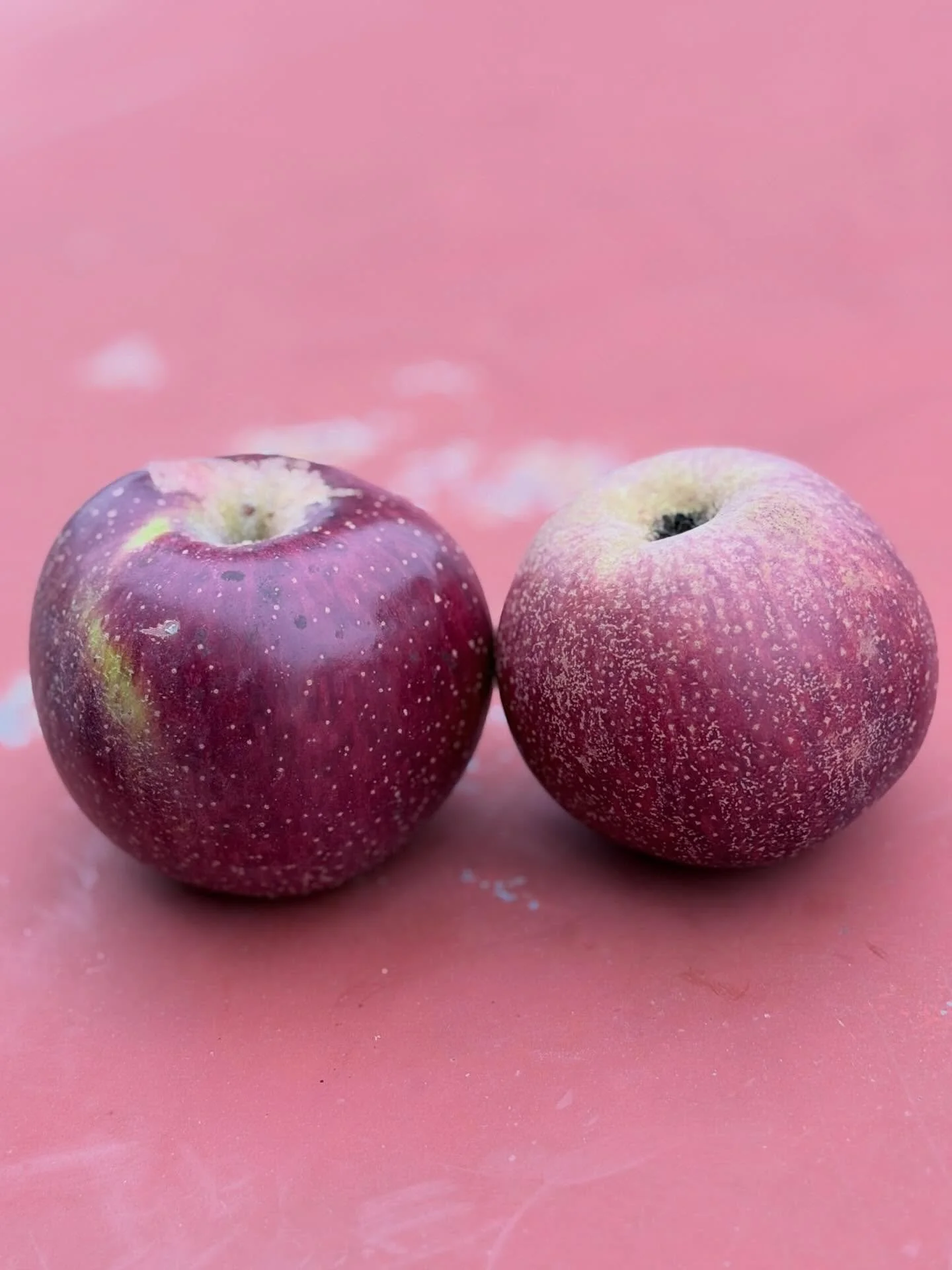 Picking late season apples tonight. We will have Grimes Golden (parent to the Golden Delicious) and the Caville Blanc. Both apples are on the sweet only side and are great baking apples. Text us 217.836.2900 to schedule a time to come and buy some. W