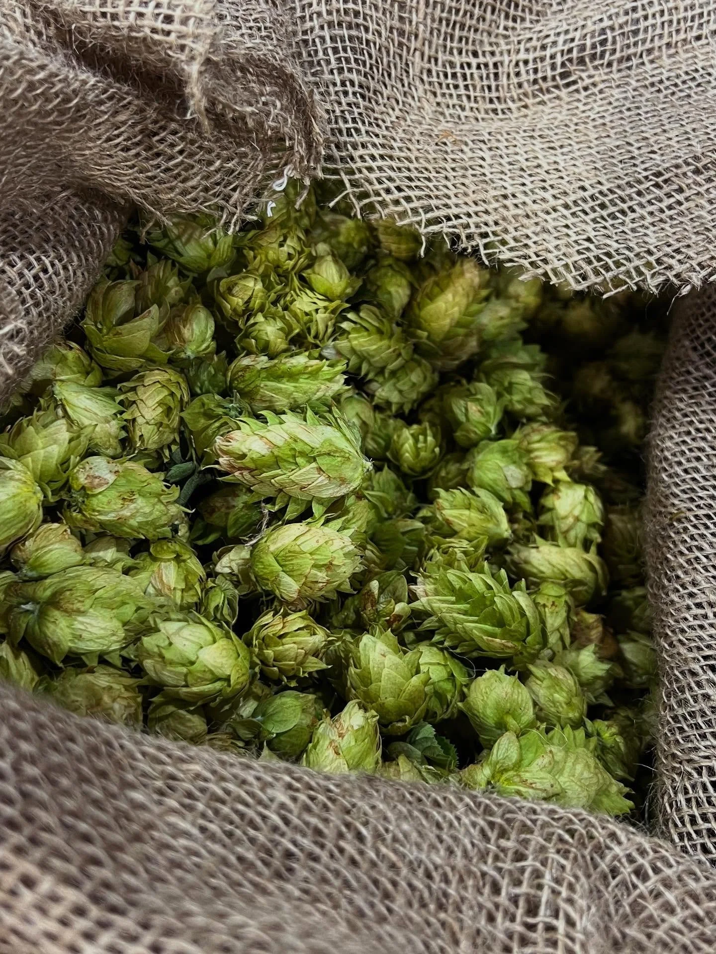 Limited Existence &middot; 6.8%

We just got in the freshest hops Billy Goat Hop Farm could bring us this year and brewed up a crisp, dank IPA with them.

Whirlpooled with entirely Chinook fresh hops combined with a Citra &amp; Simcoe base merging cl