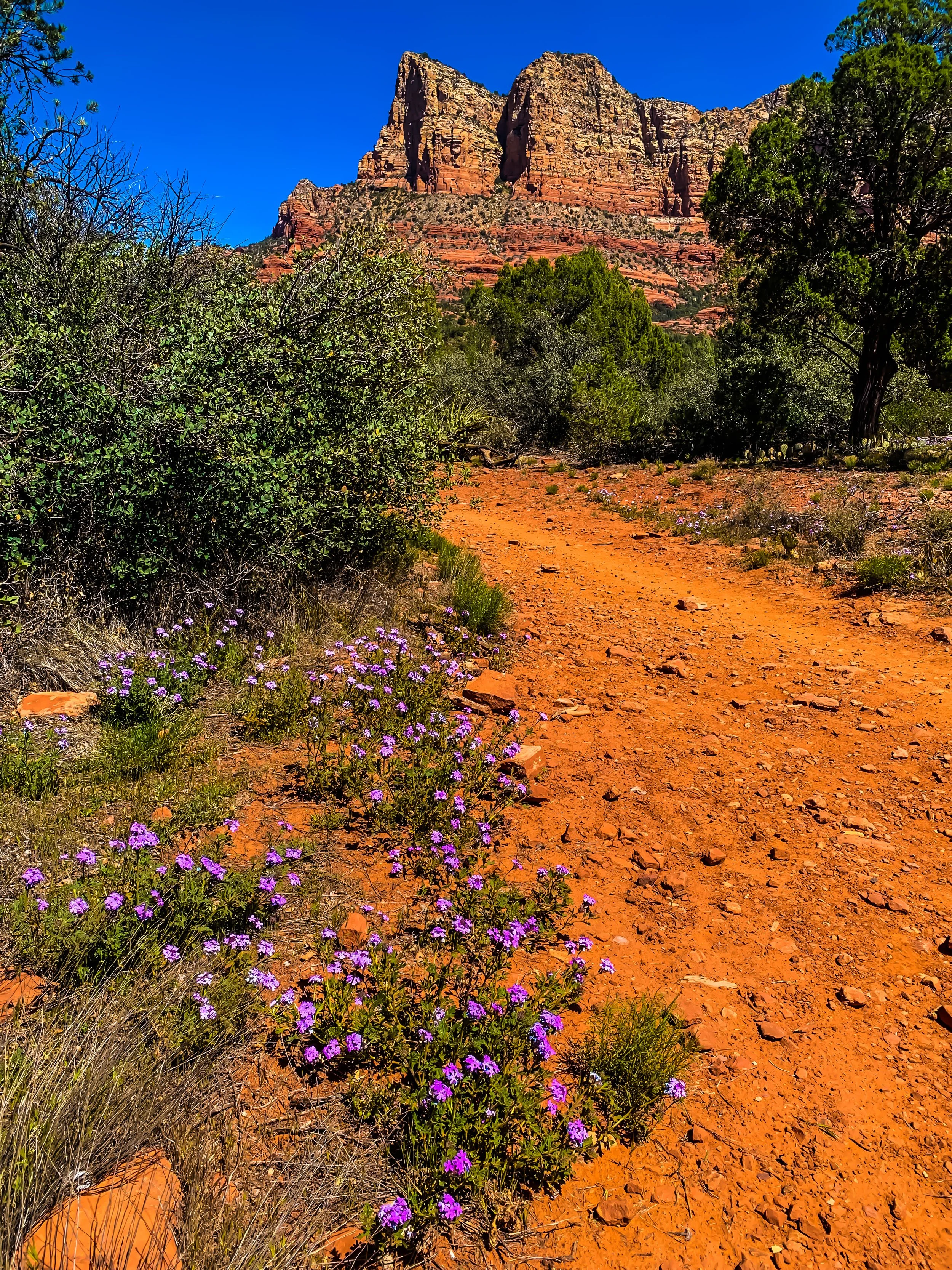 Sedona Flower 2.JPEG