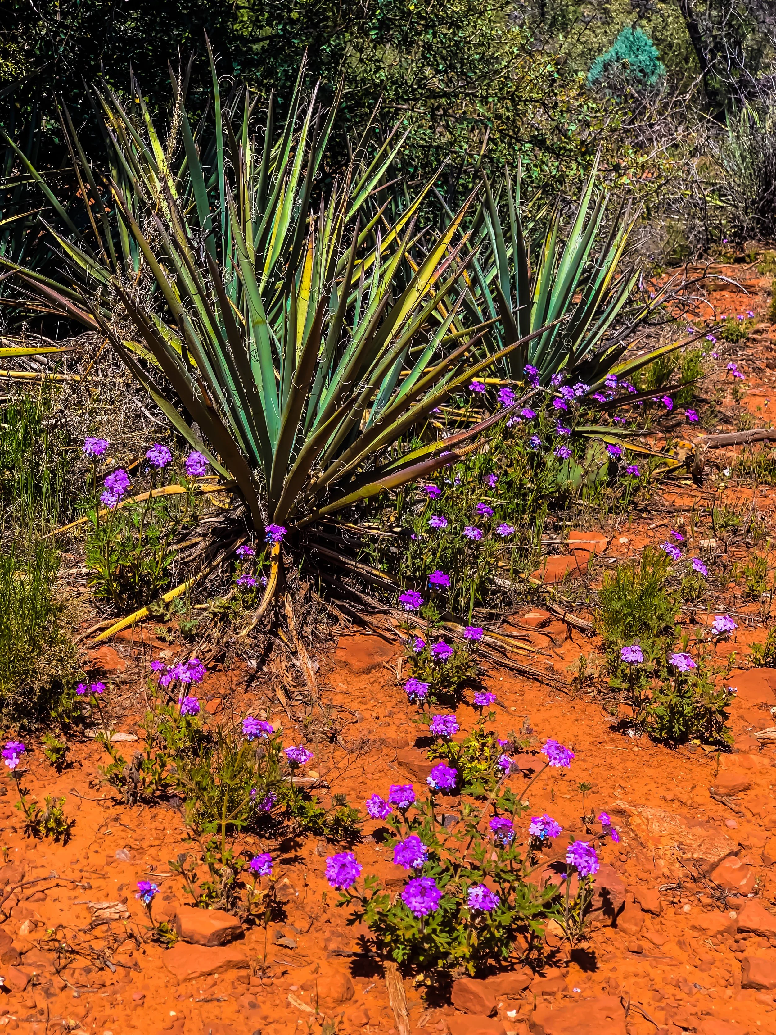 Sedona Flower.JPEG