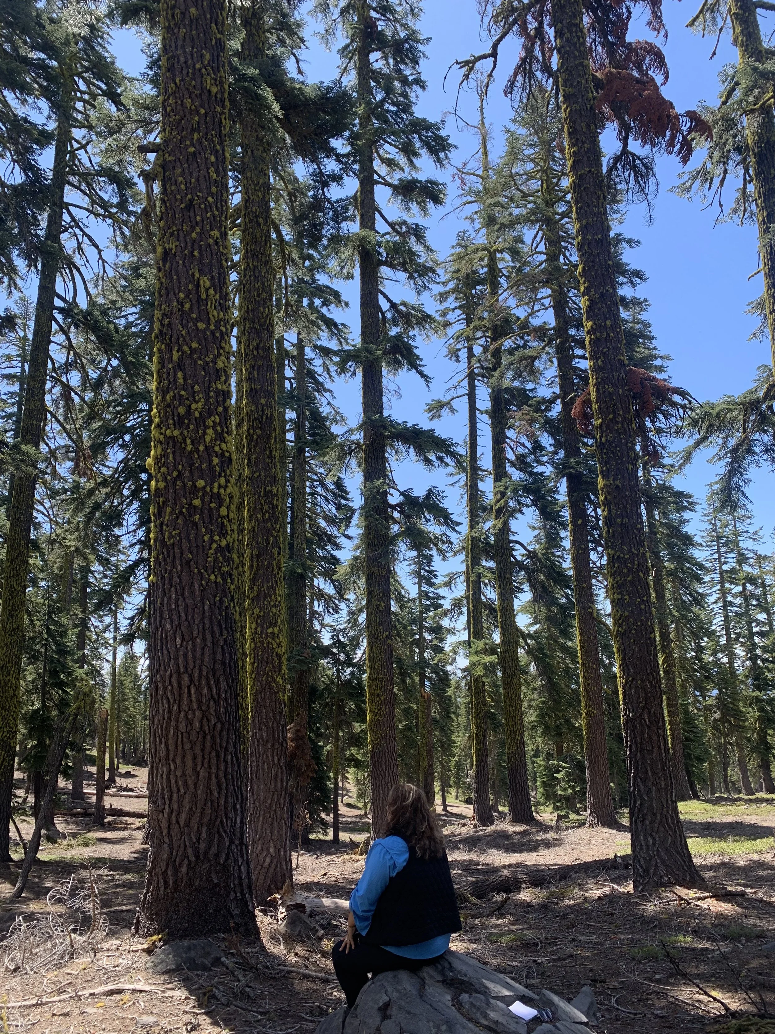 Saida Mt Shasta Meditation.jpg
