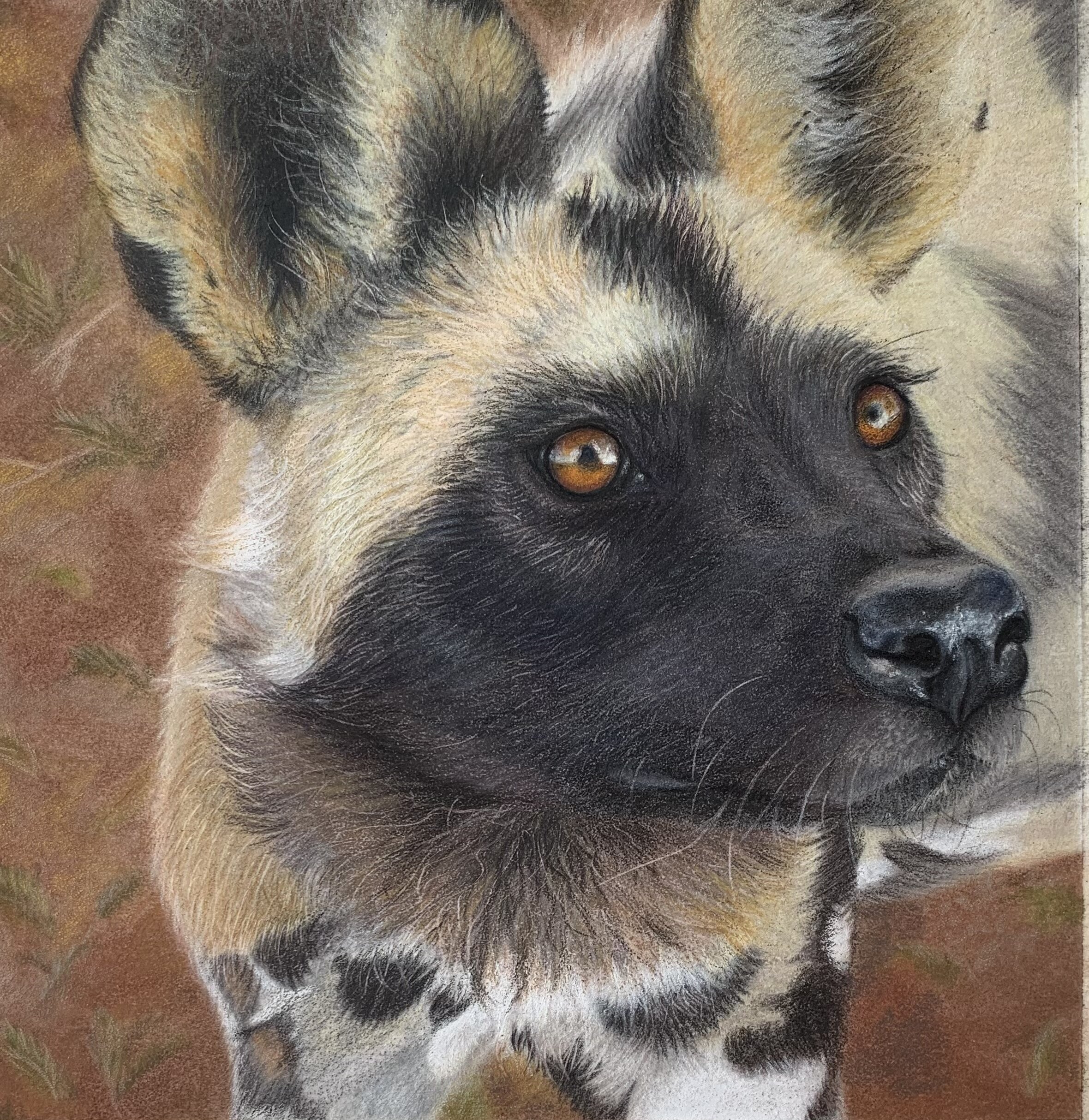 African wild dog “Erindi”