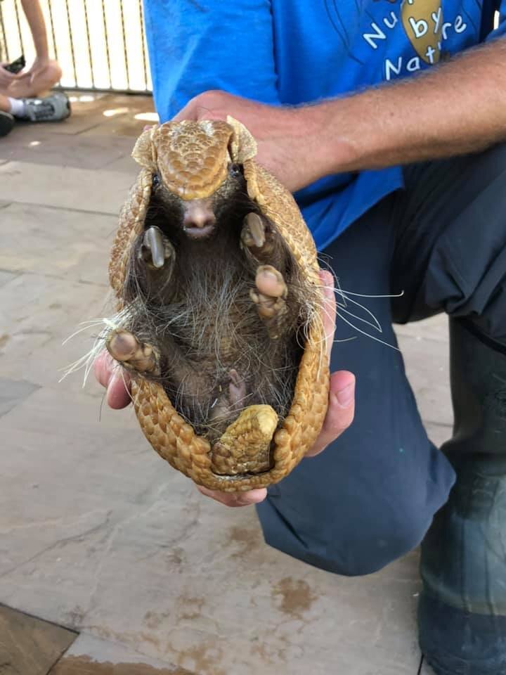 Armadillo.jpeg