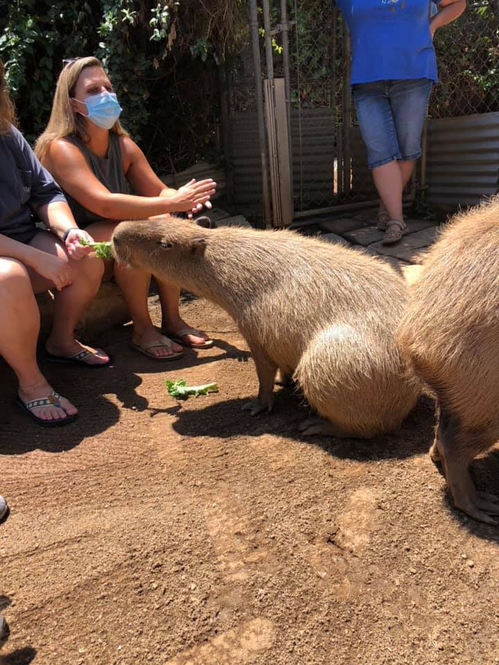 Capybara.jpeg