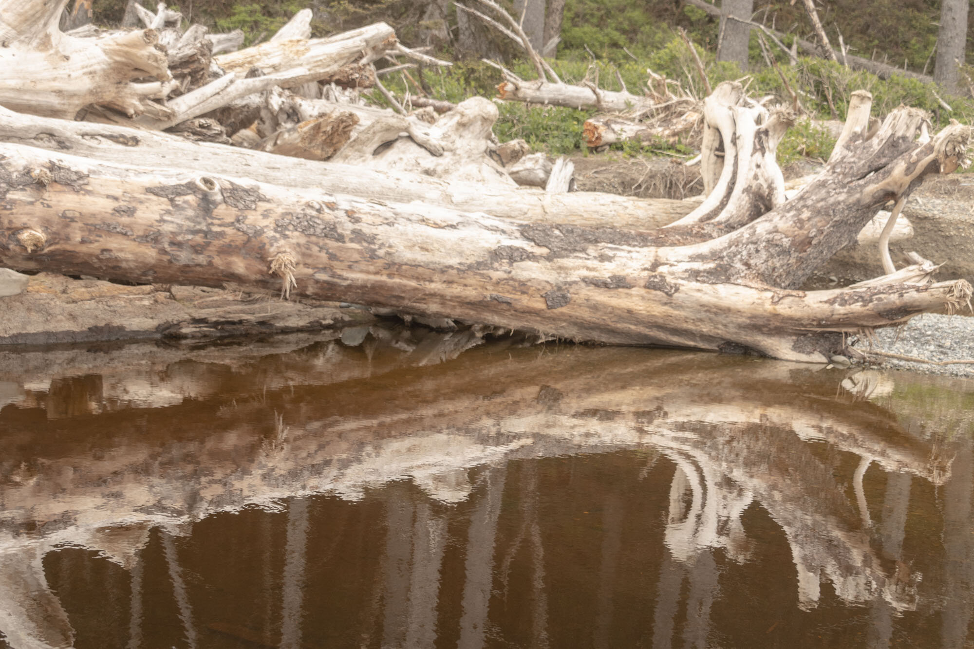 Driftwood reflection.jpg
