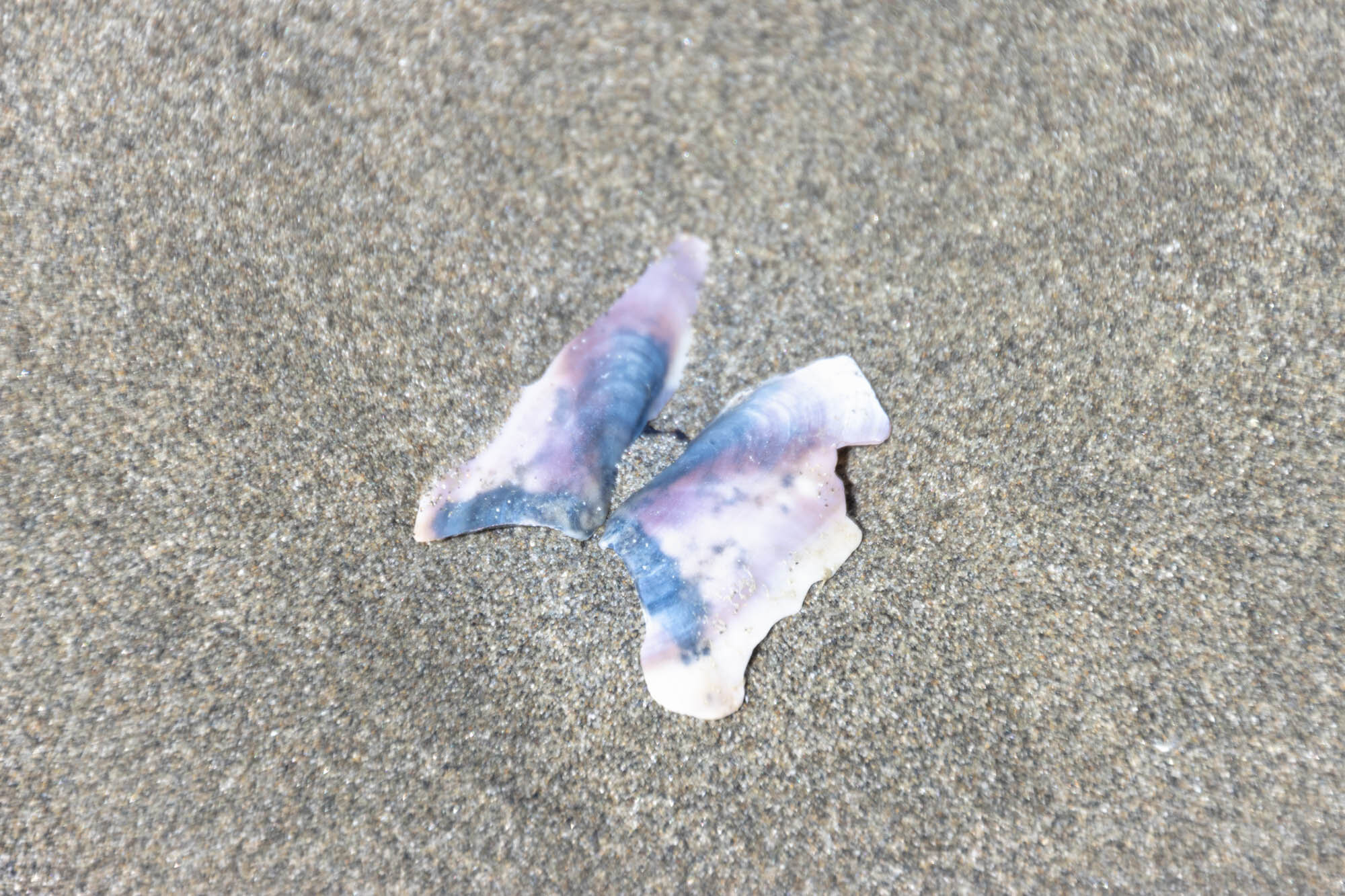 Blue and pink shell.jpg