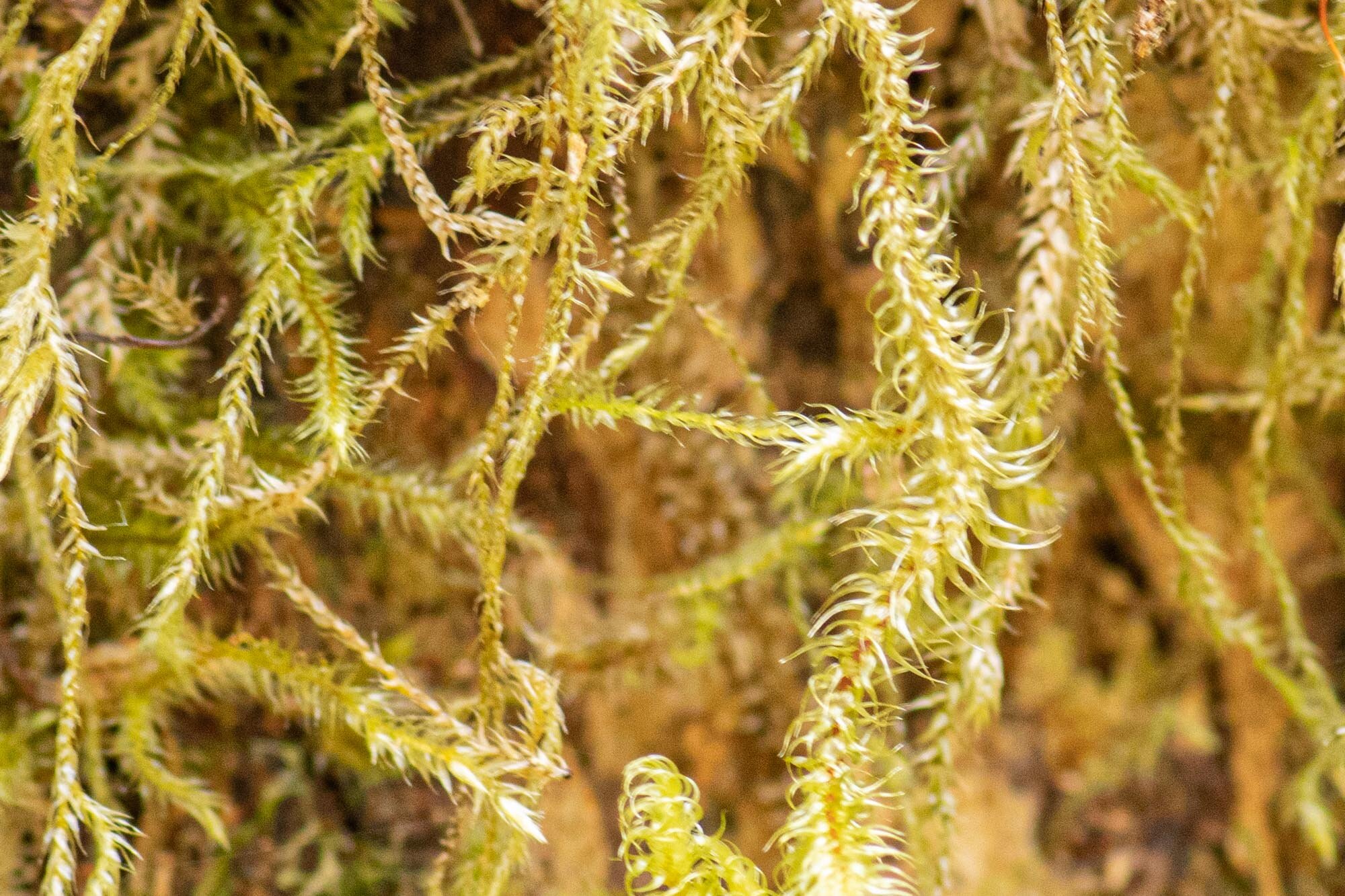 moss close up.jpg