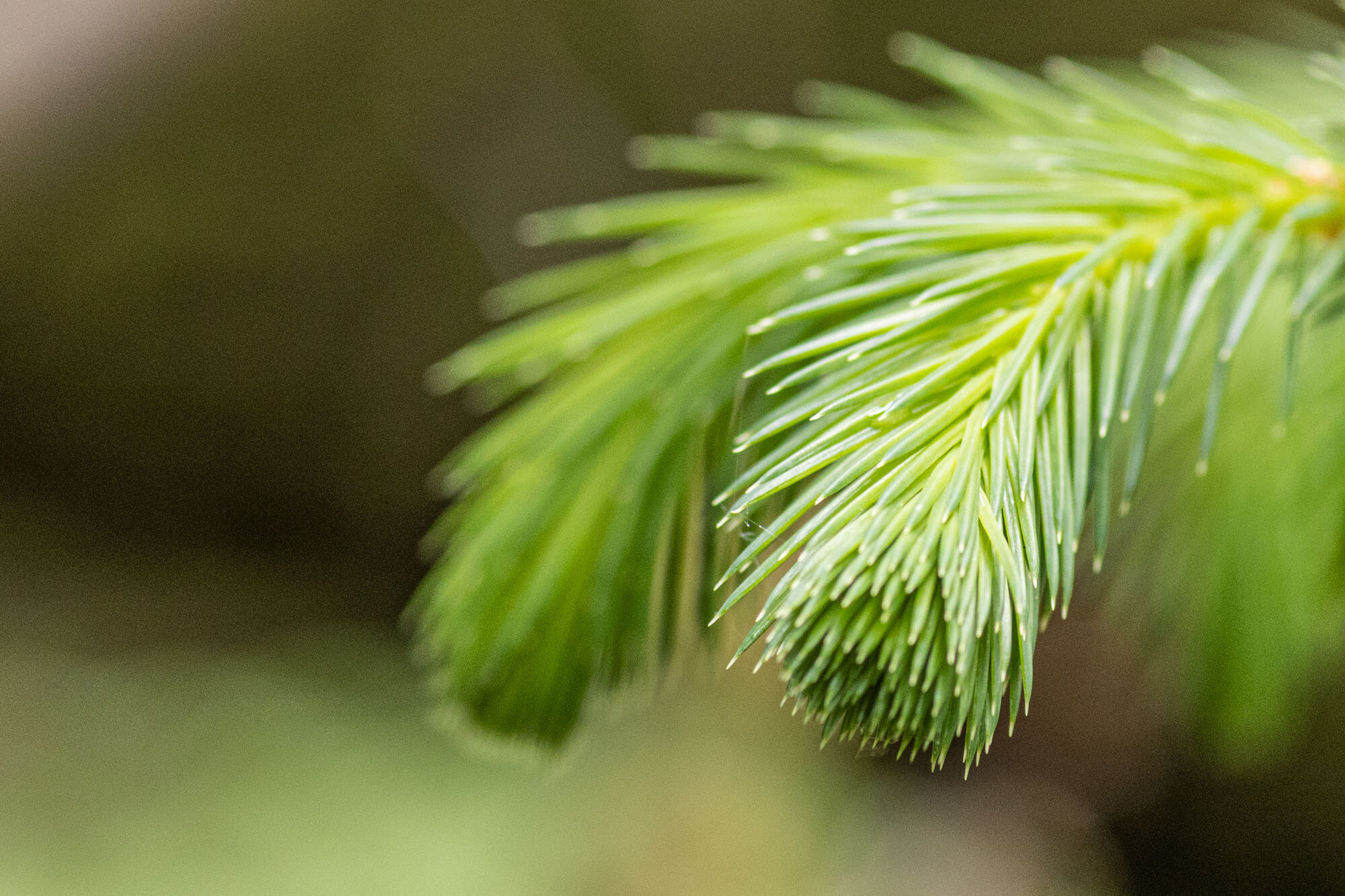 pine close up.jpg