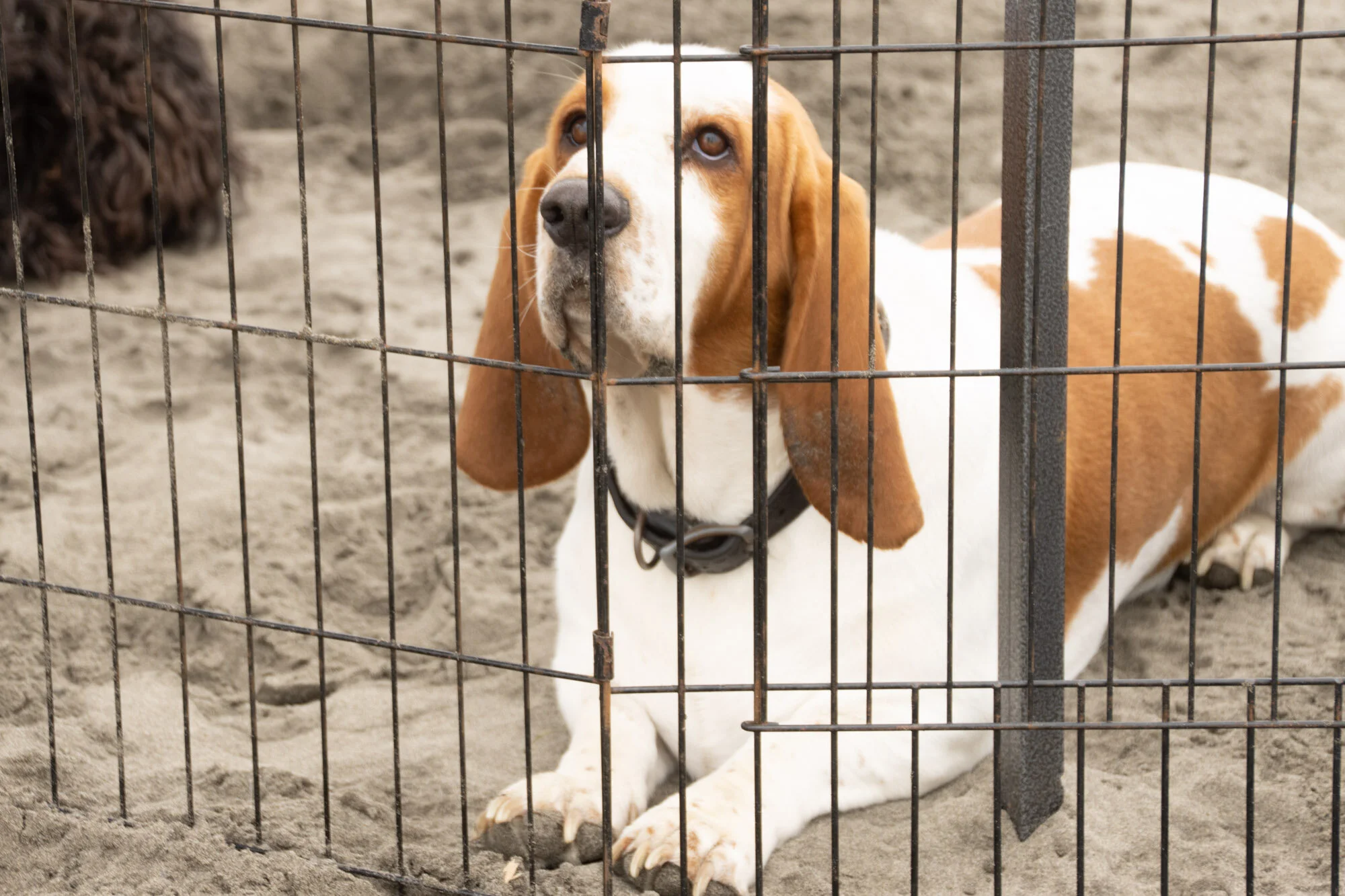 hound.jpg