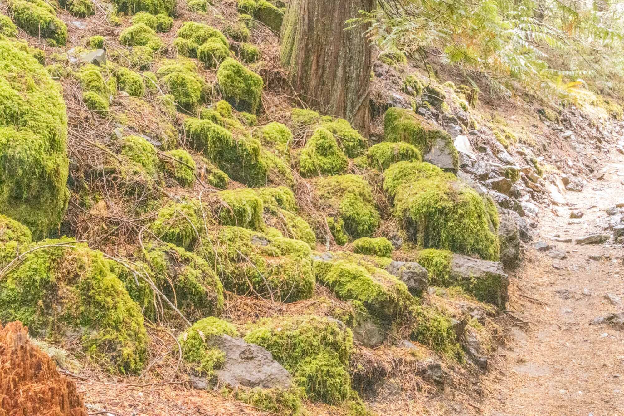 Lava rocks with Moss.jpg