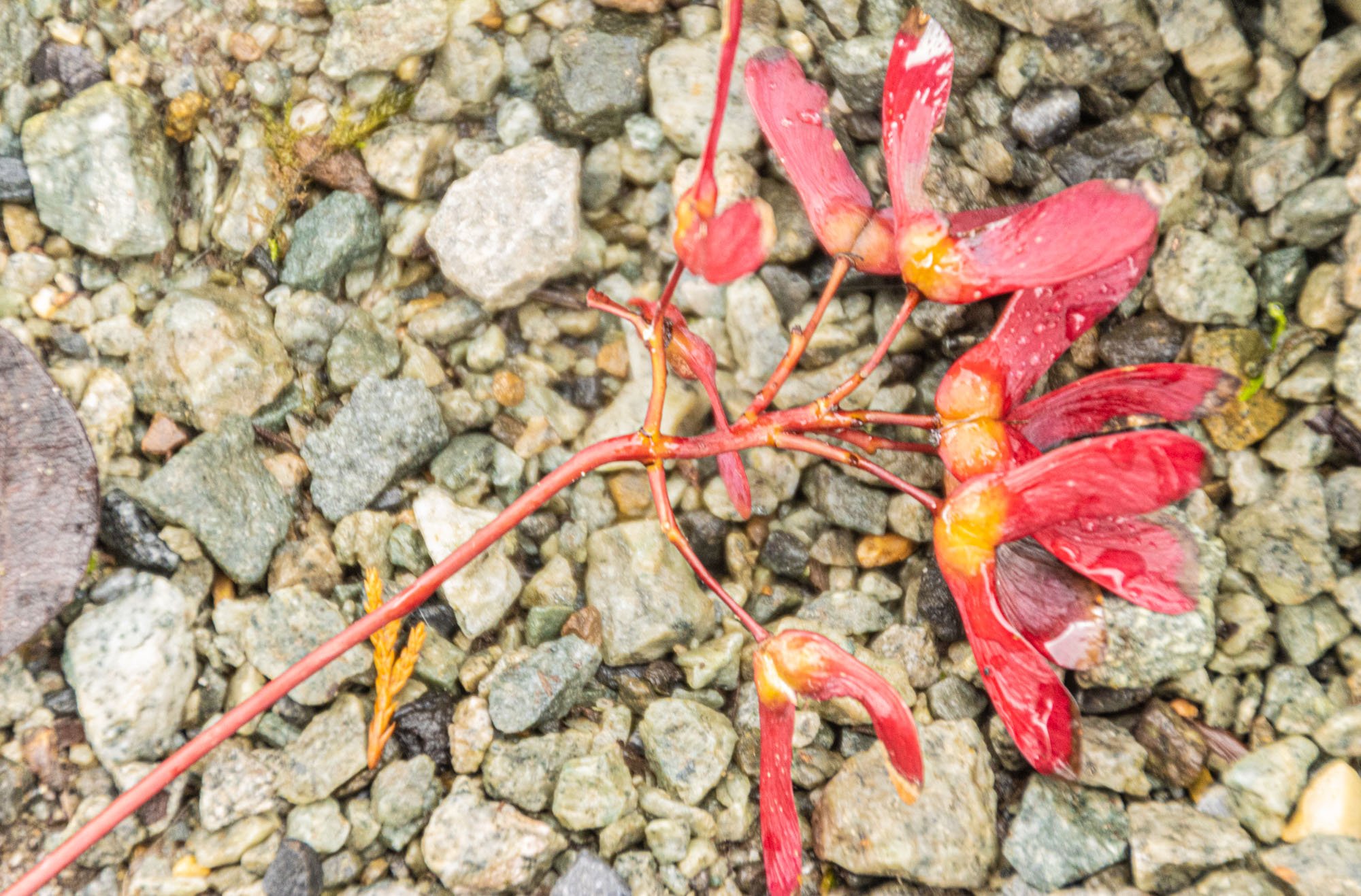 red whirlybirds in gravel.jpg