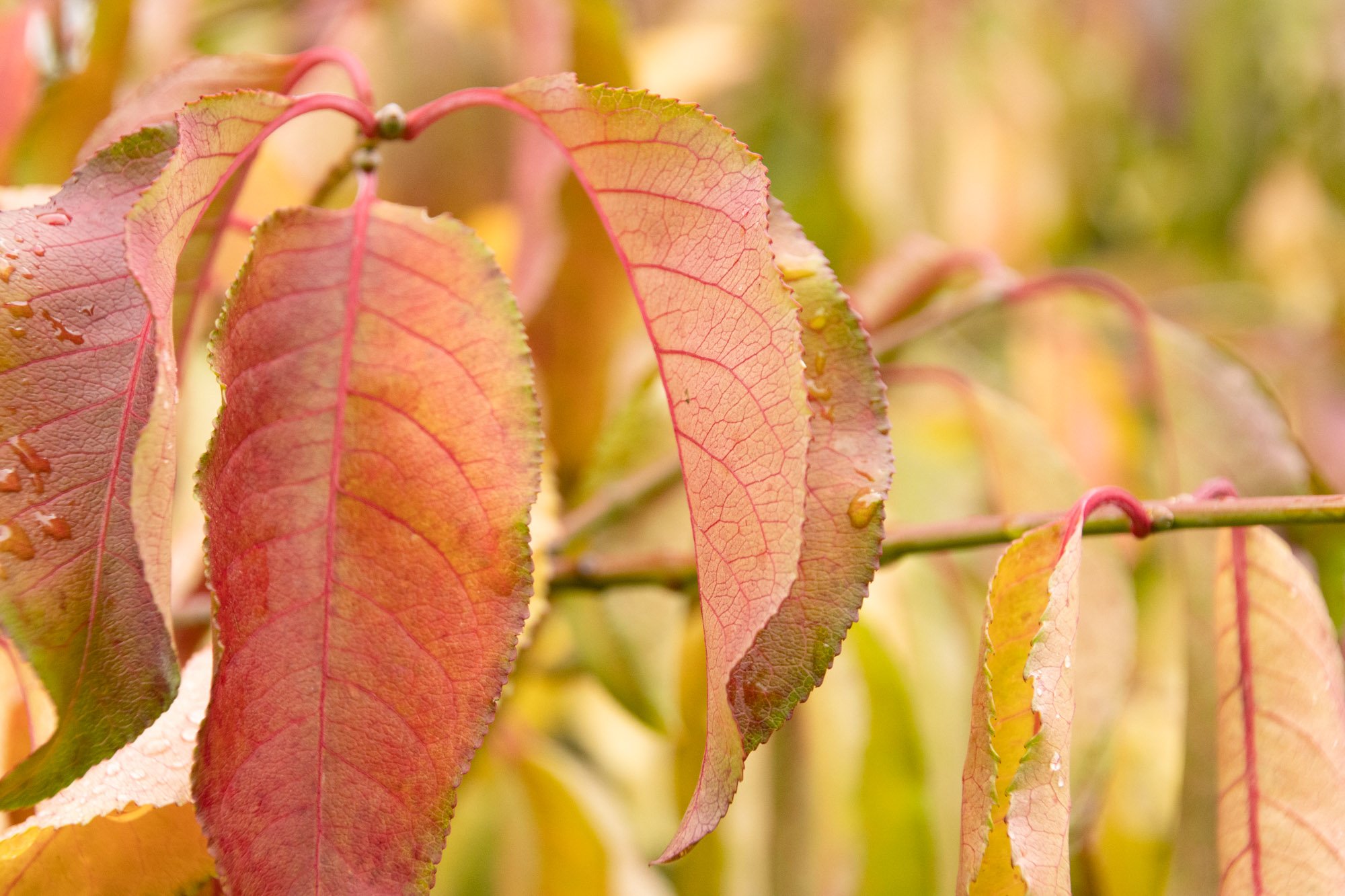 red leaves close up.jpg