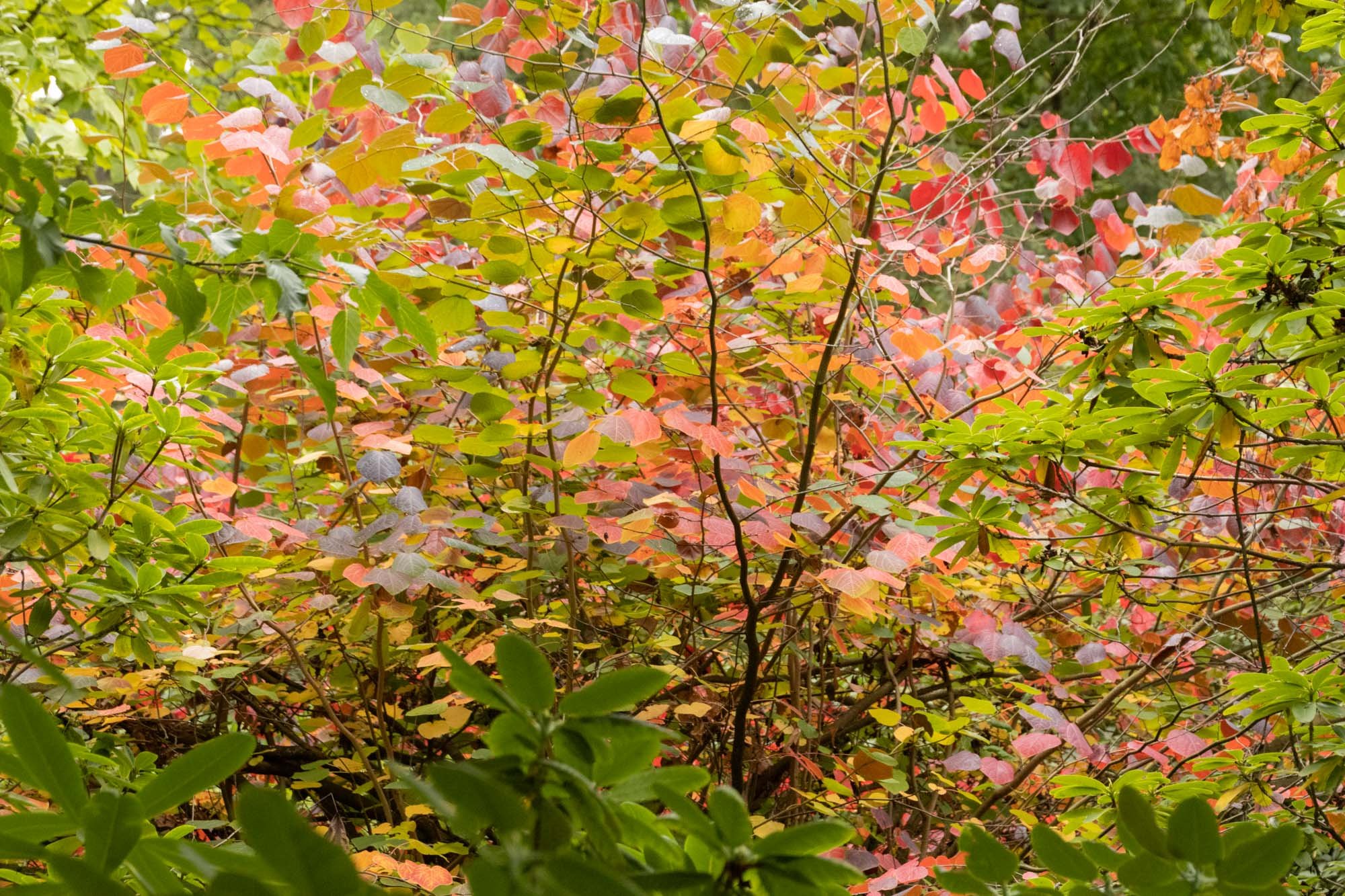 bush with multicolors.jpg
