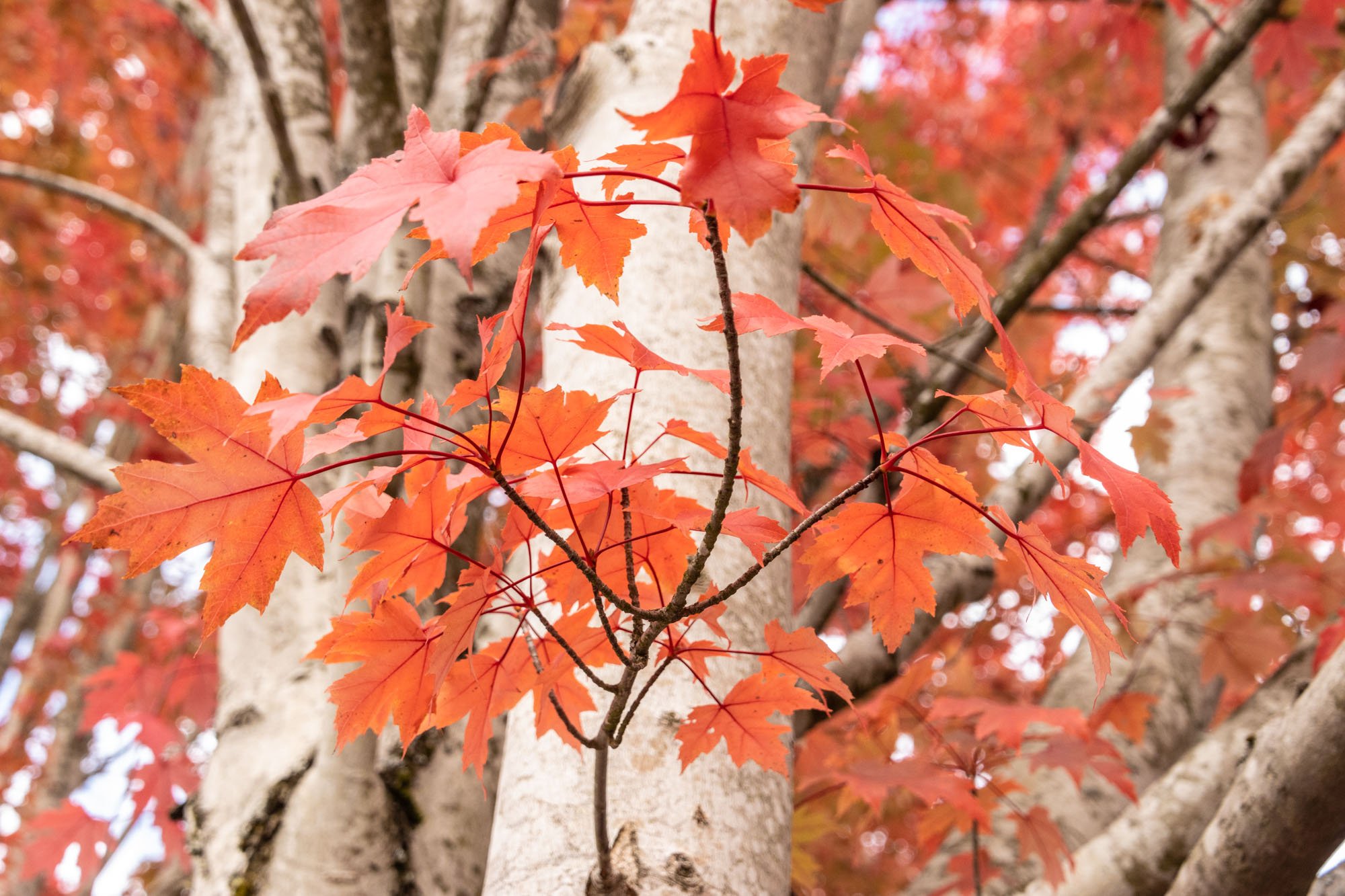 small amount just red leaves on branch.jpg