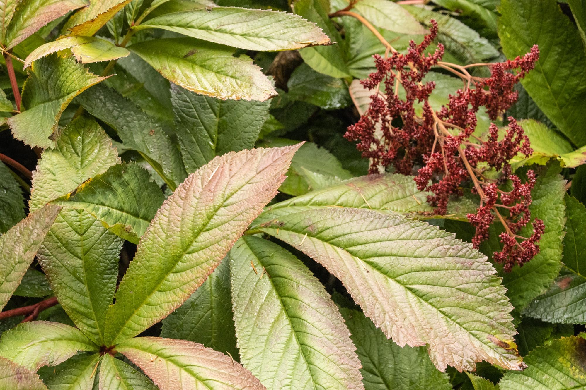 closeup green with red leaves and red flower.jpg