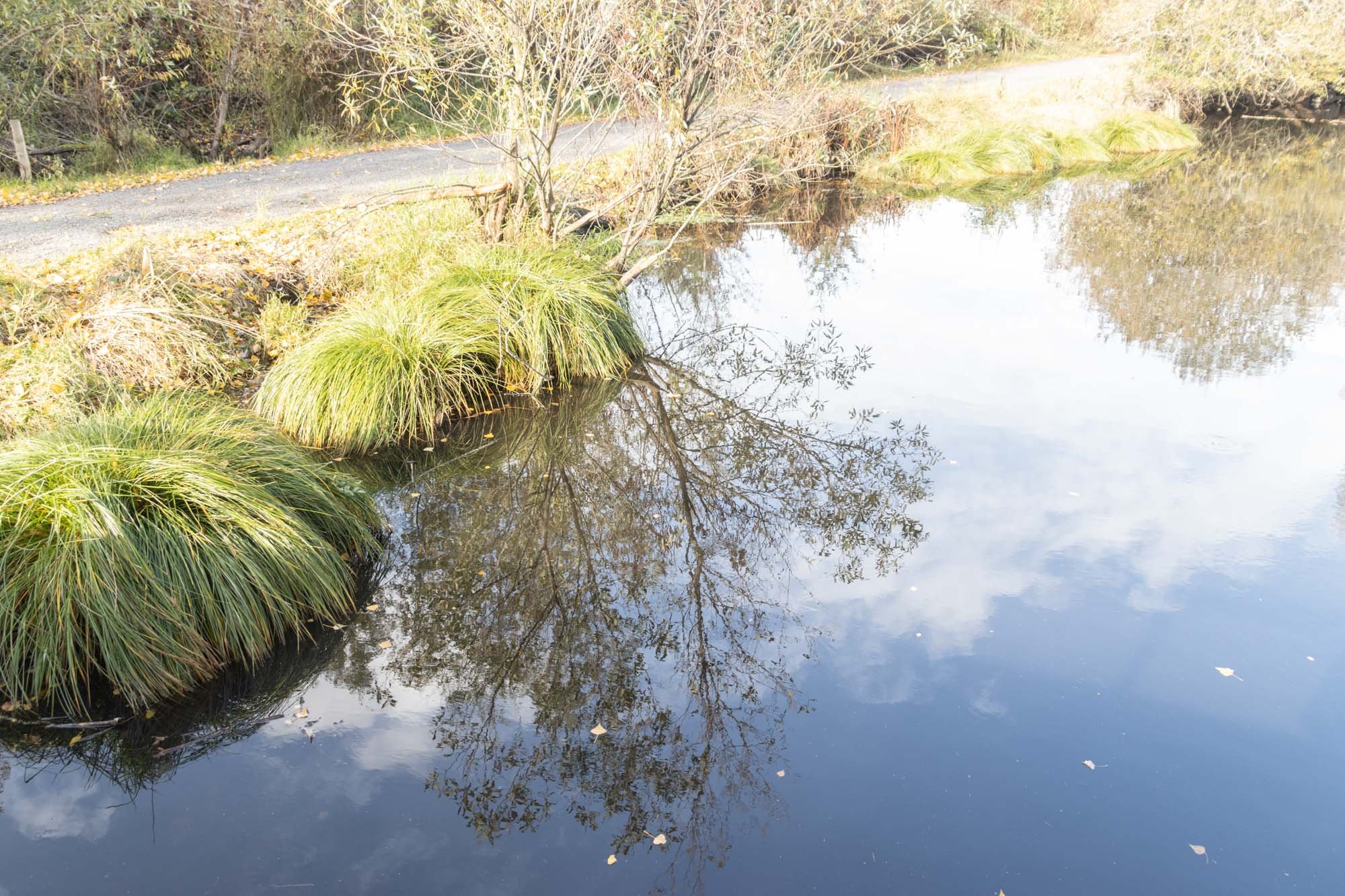 reflection in pond-2.jpg