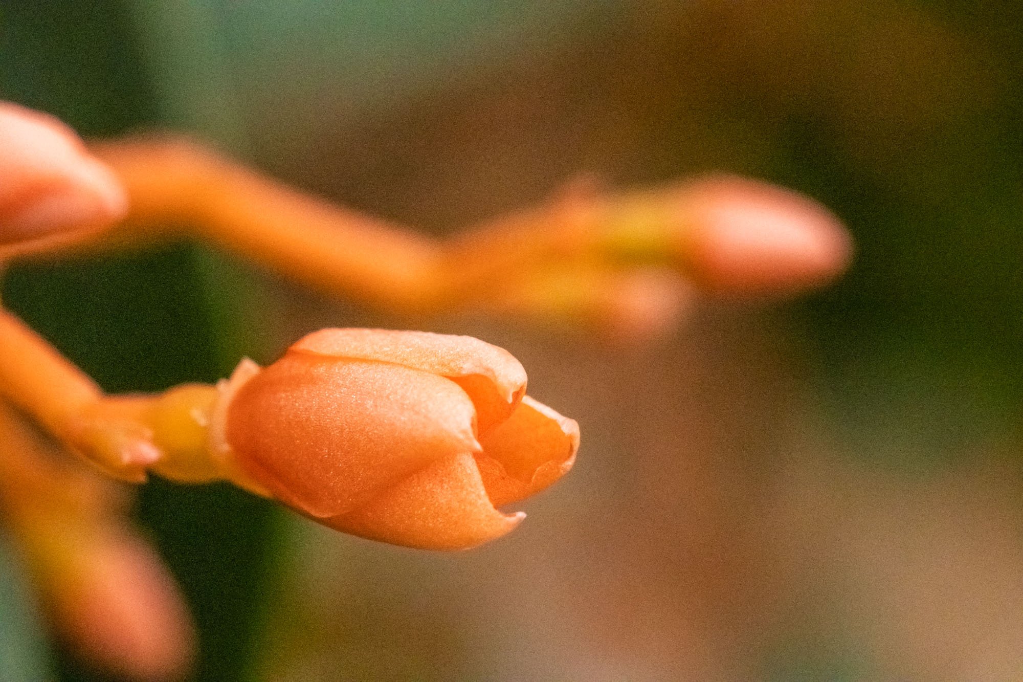Asclepias tuberosa - Orange glory flower.jpg