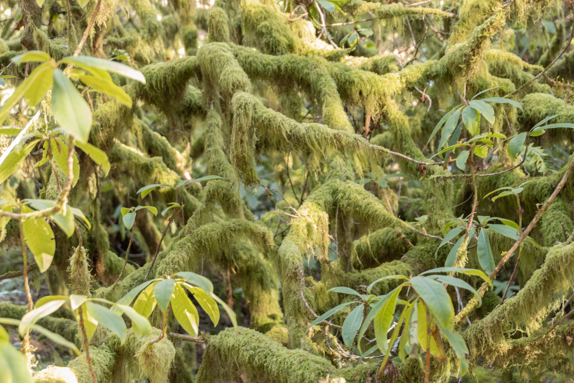 Moss covered rhody.jpg