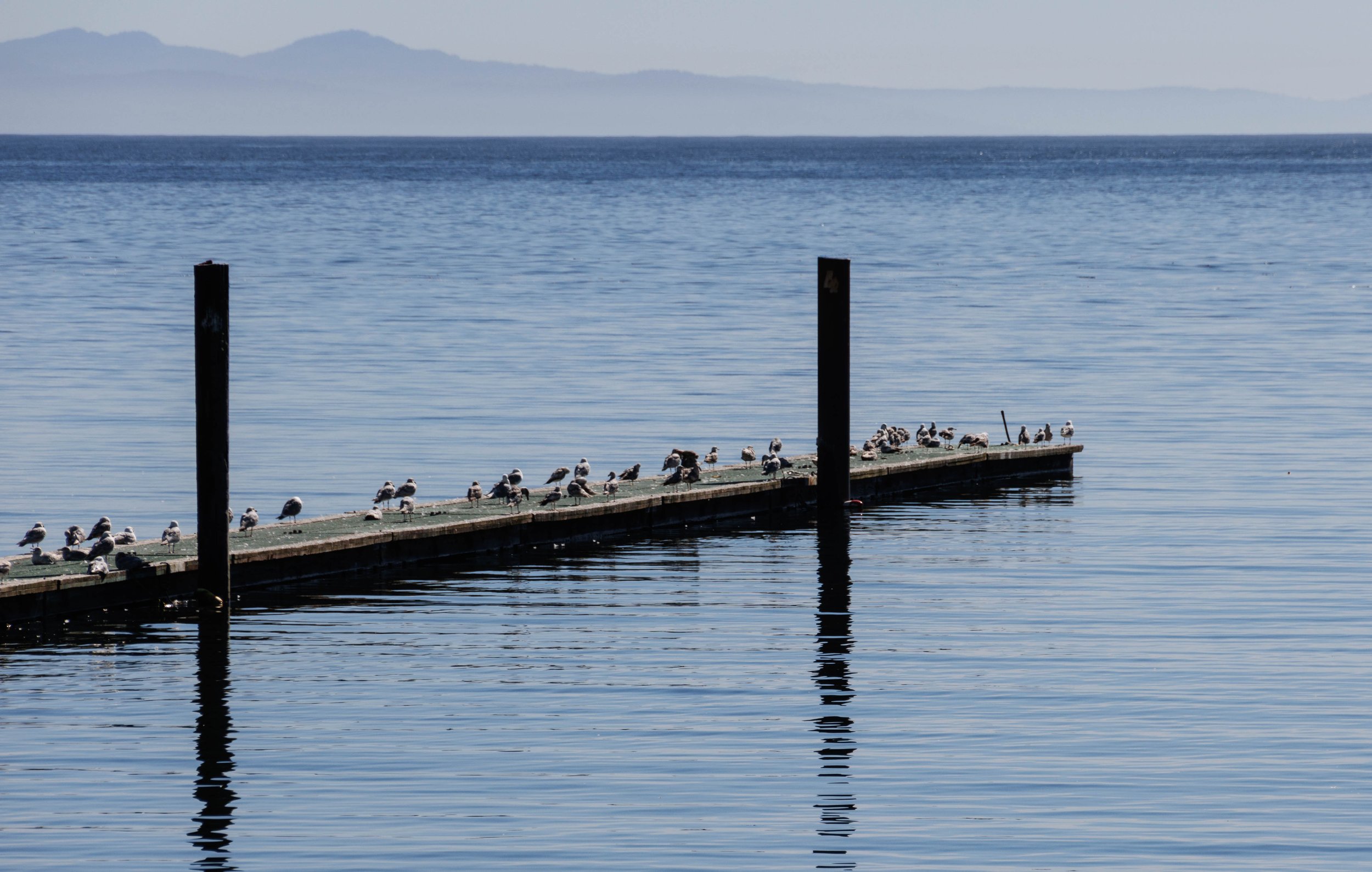 Birds on the dock.jpg