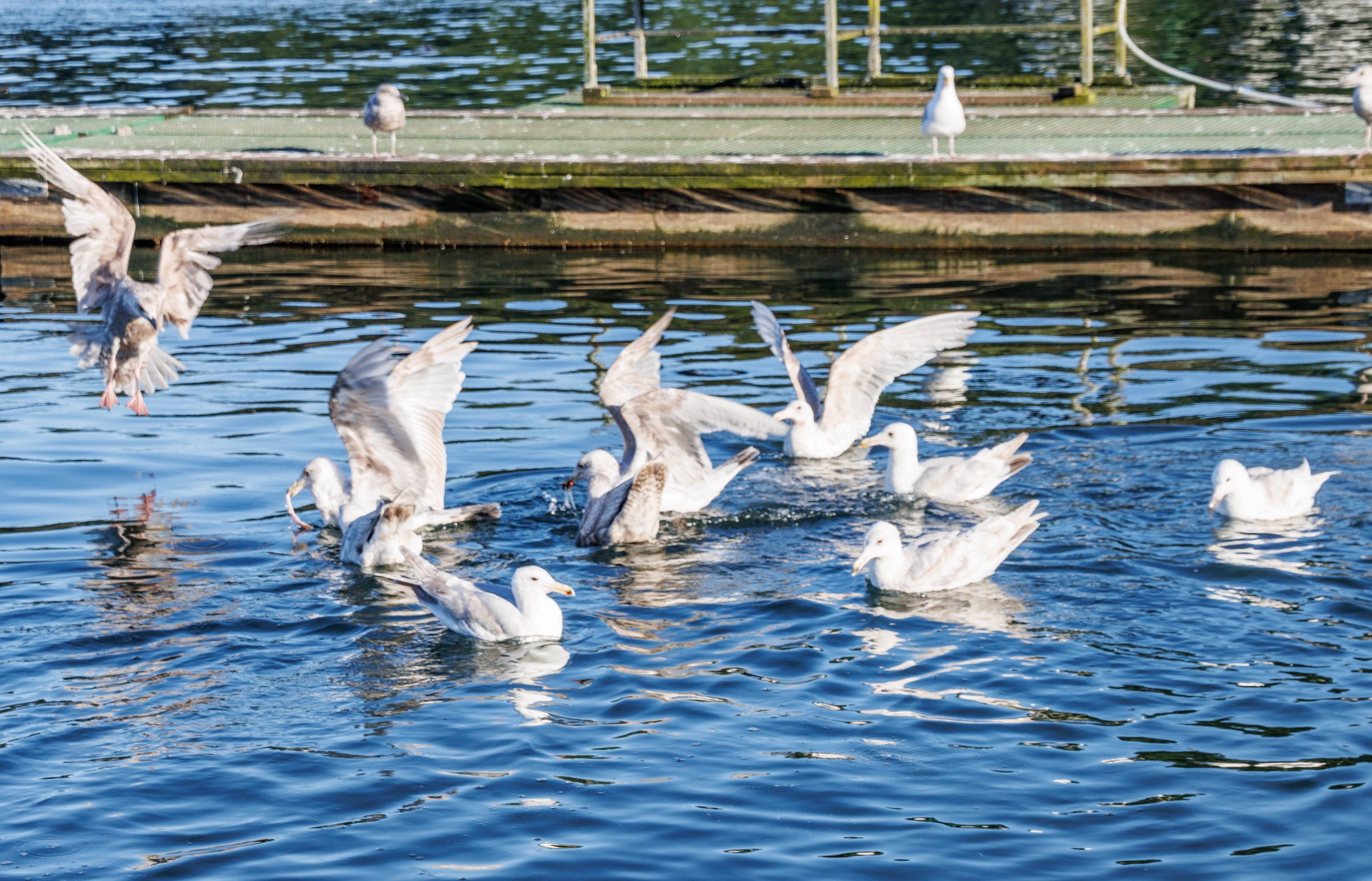 Birds in the water.jpg