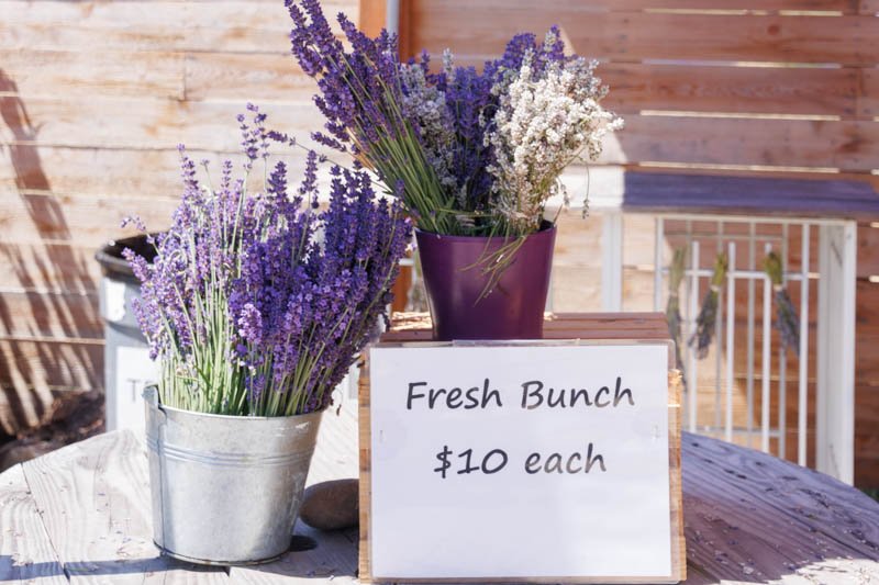 lavender fresh bunch $10.jpg