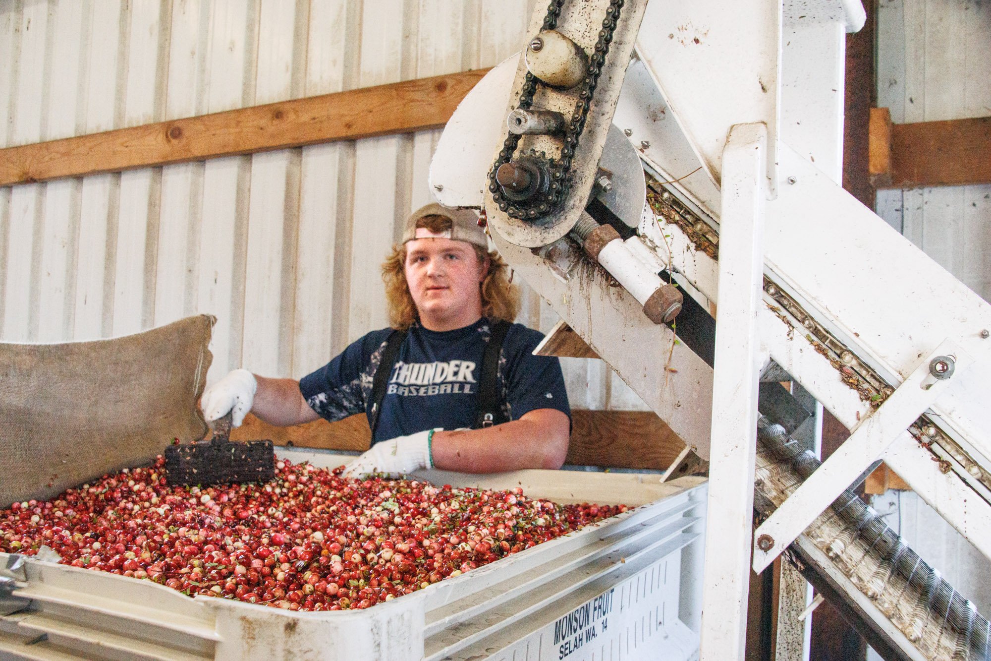 Cranberries in white tub and boy.jpg