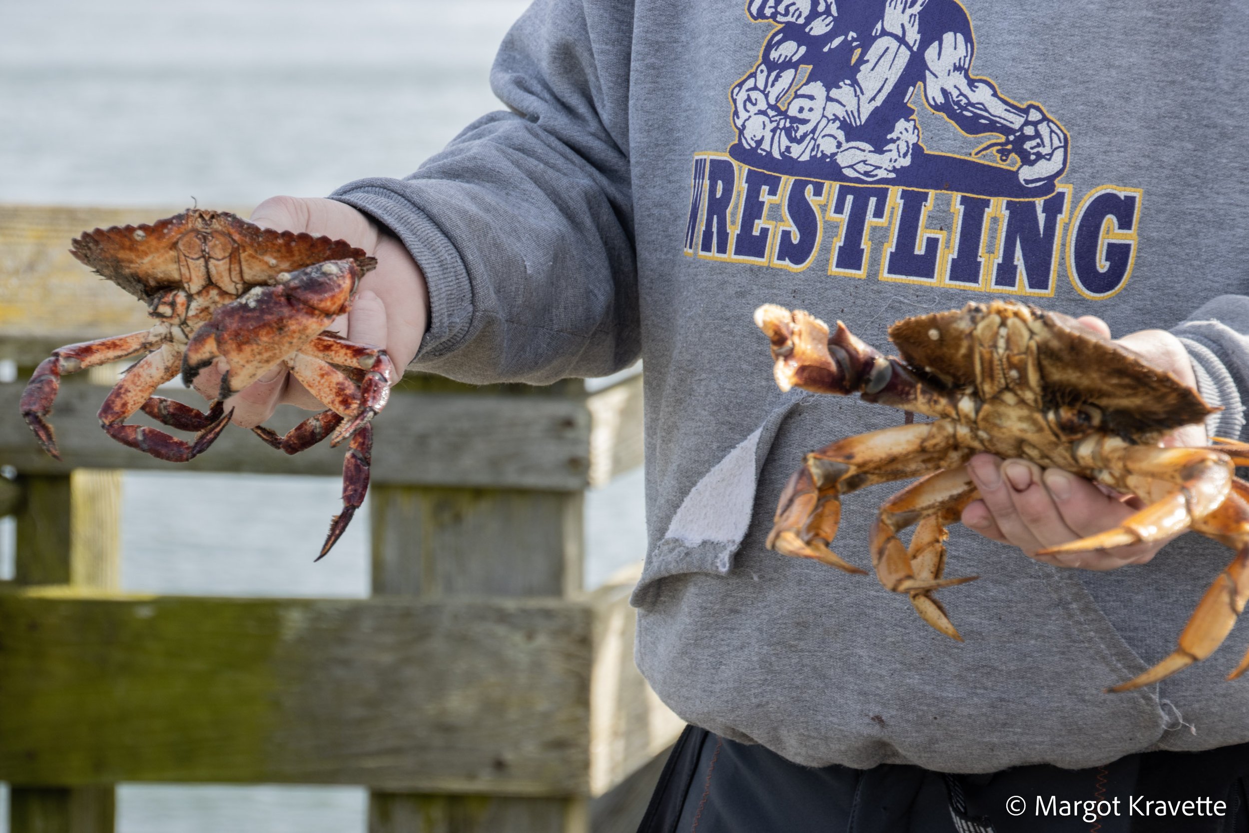 Pier - crabs.jpg
