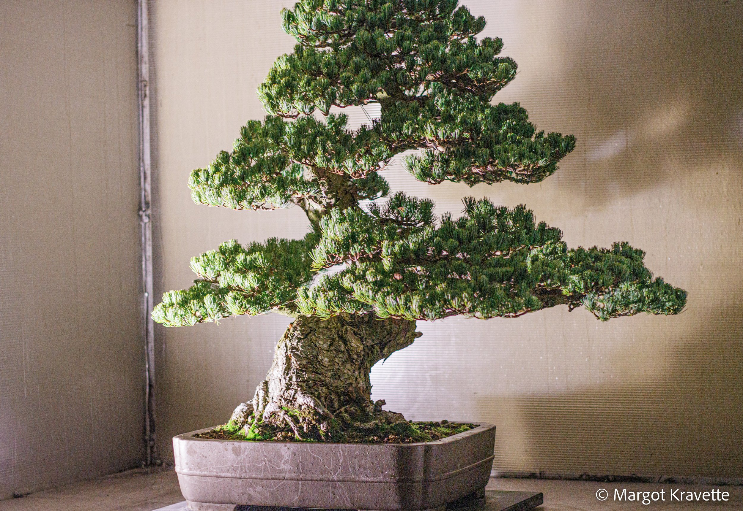 Japanese White Pine-2.jpg