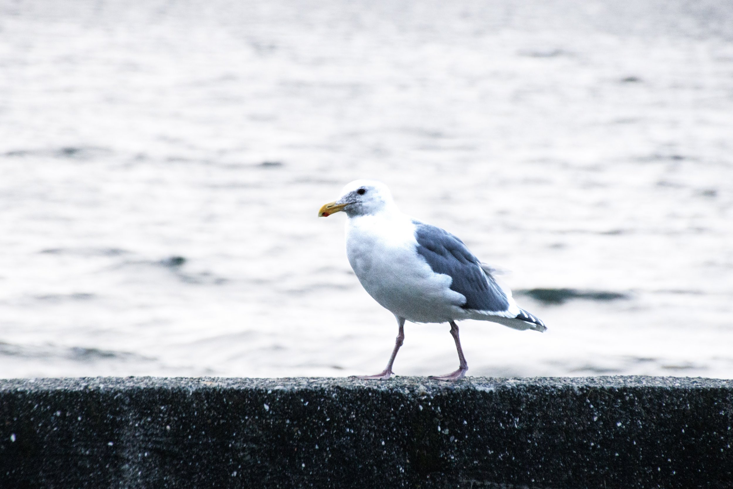 Cama seagull (1 of 1).jpg