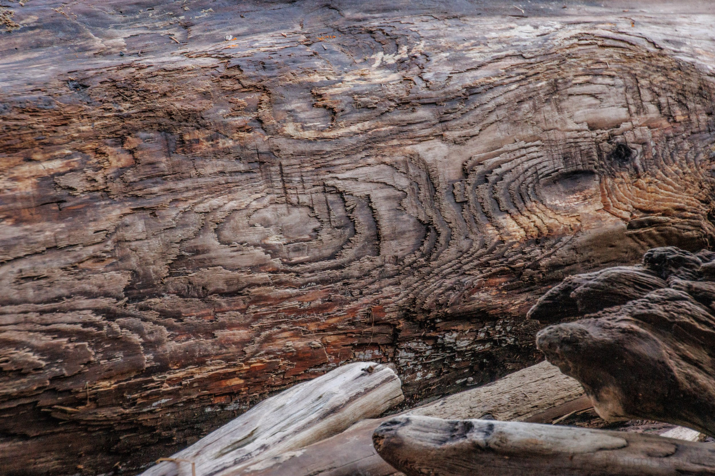 Barnum driftwood.1 (1 of 1).jpg