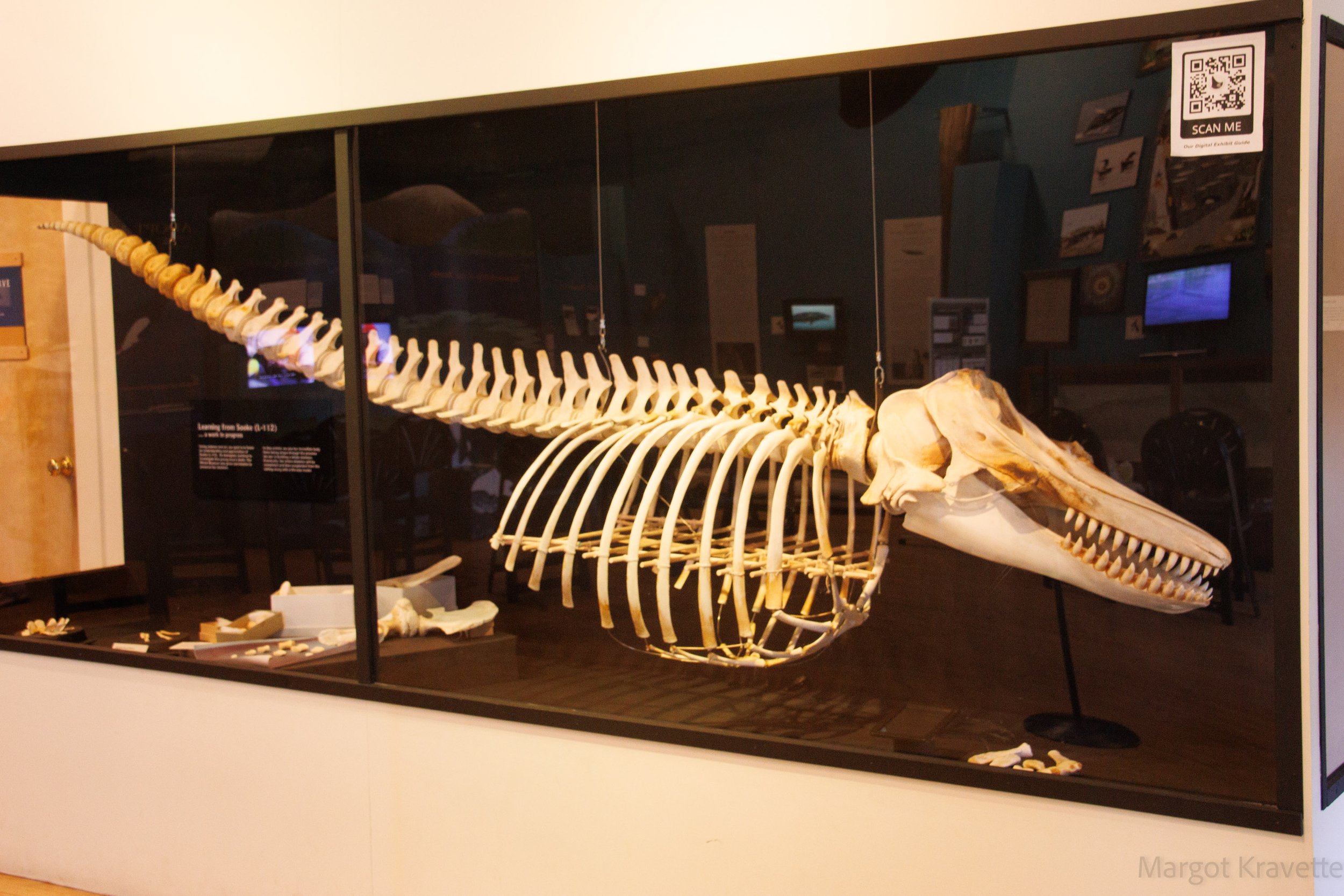 Whale Museum skeleton-3283.jpg