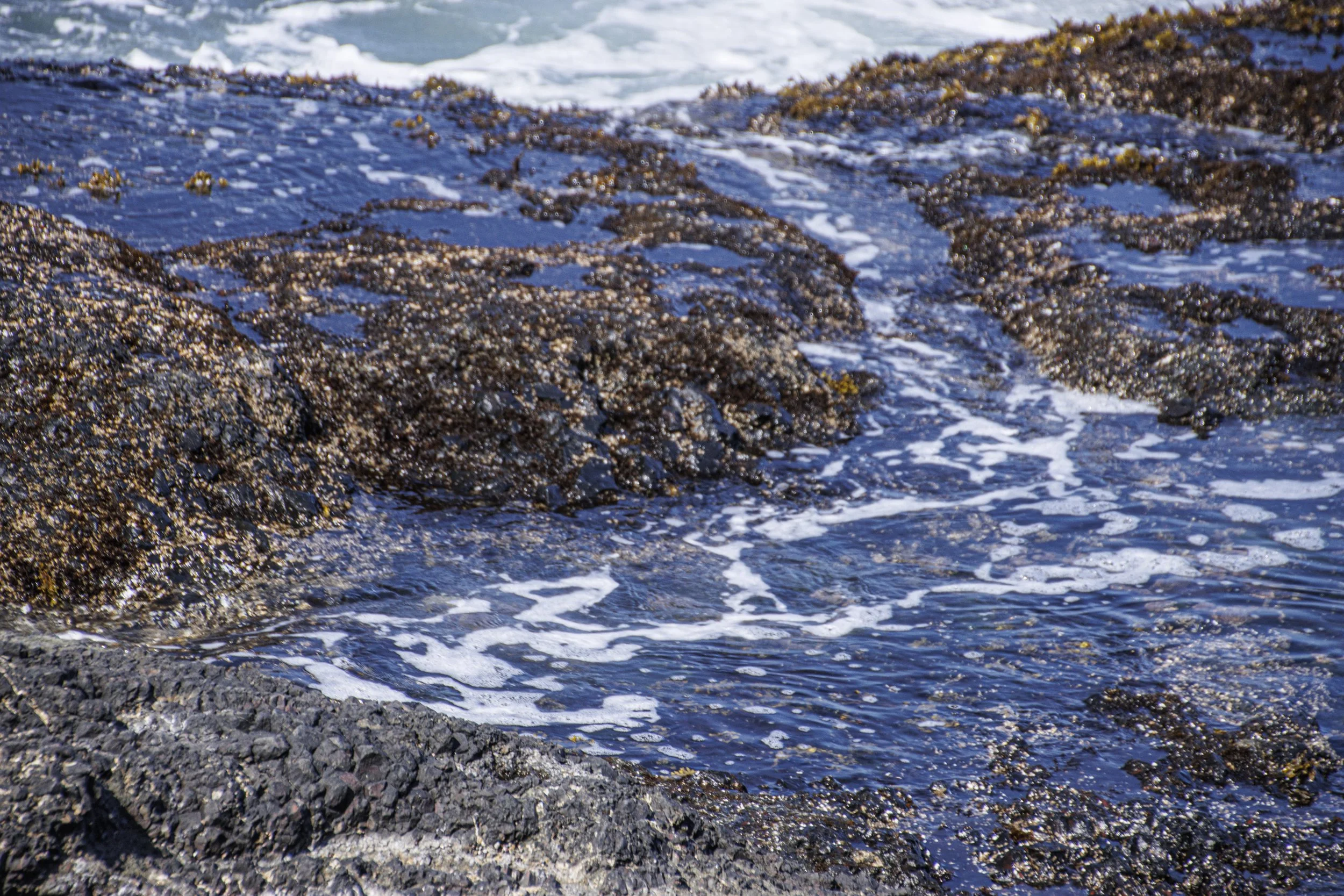 tide pools-3749.jpg