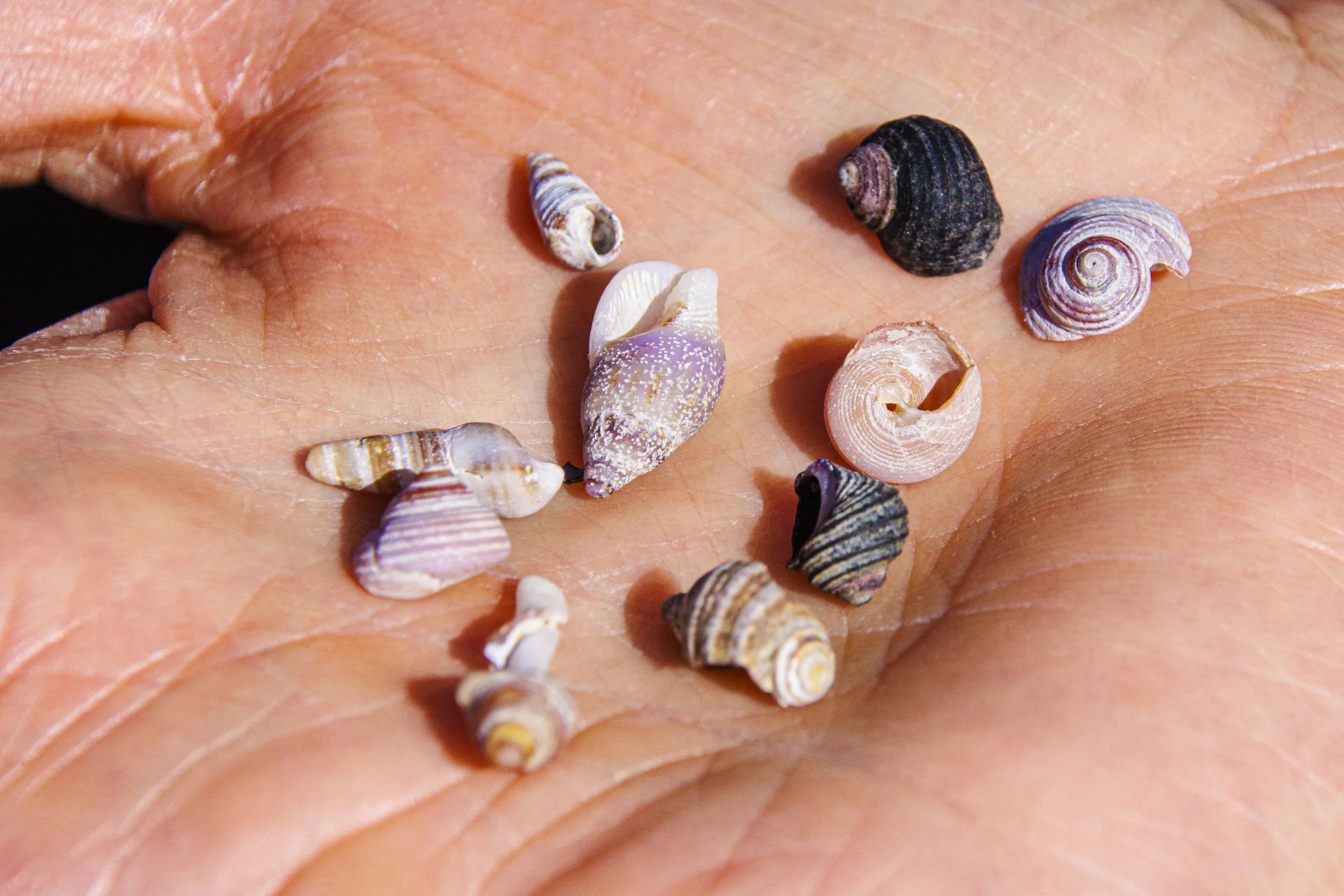 shells-3799.jpg