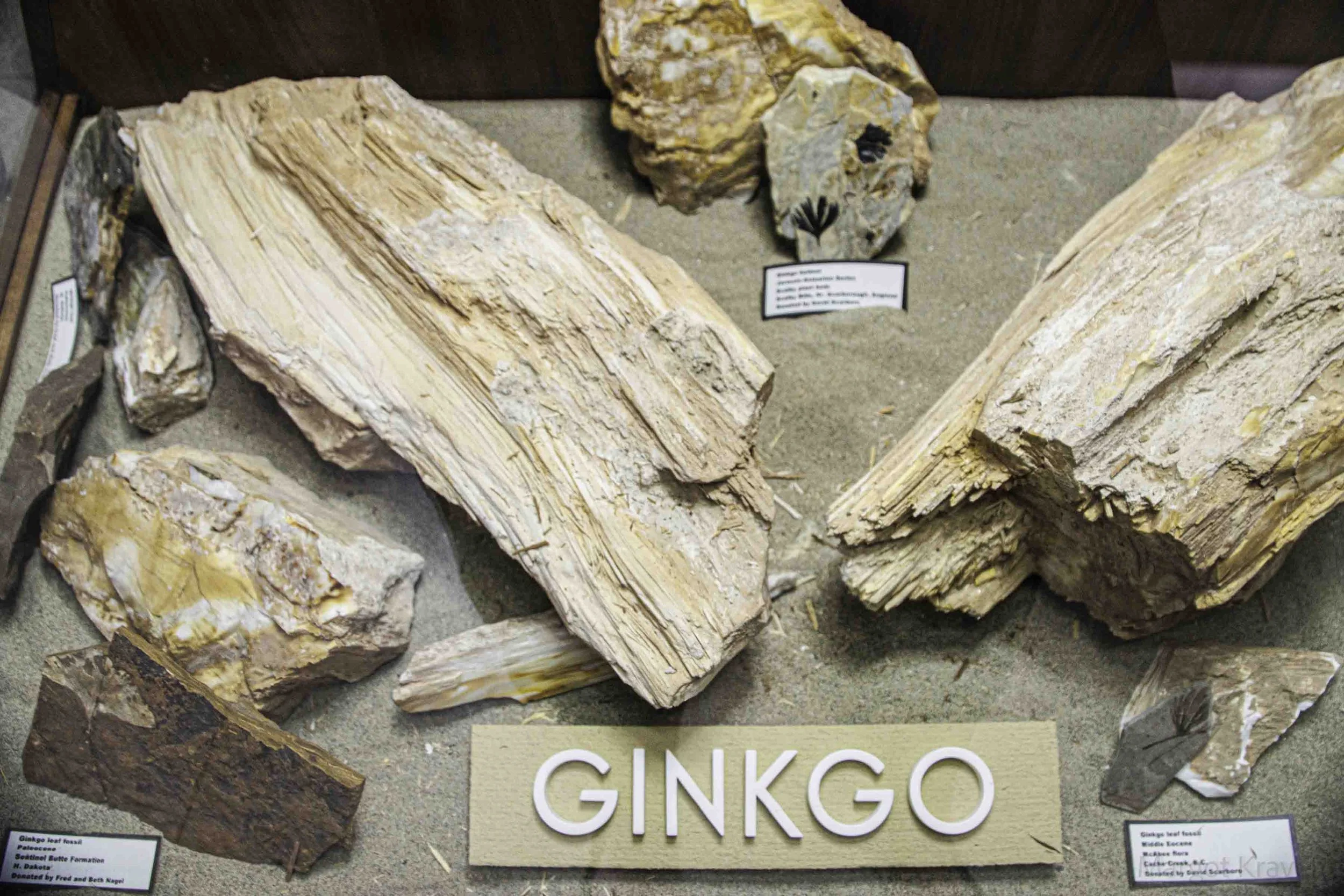petrified ginkgo-7673.jpg