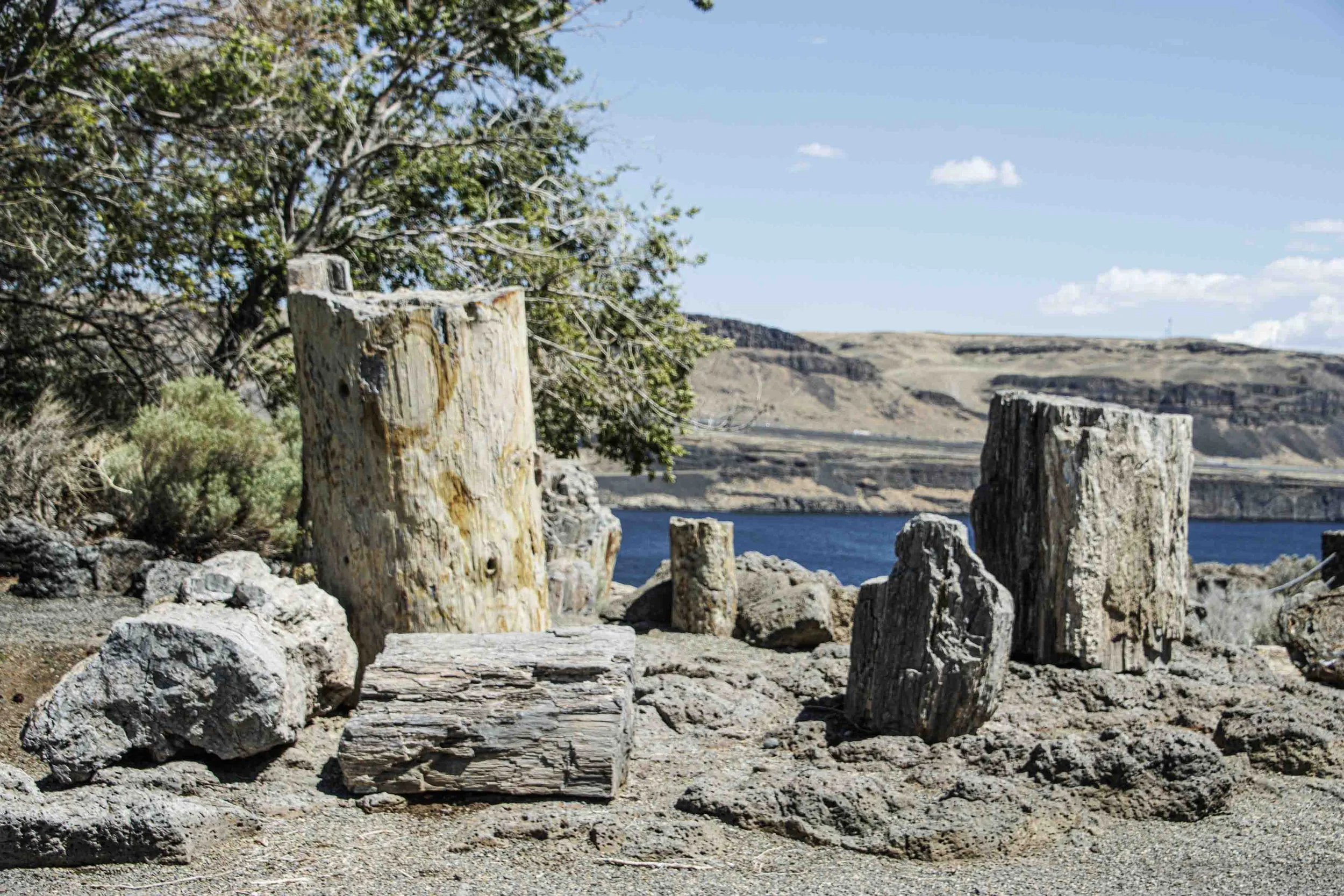 petrified logs at interpretive center-7670.jpg