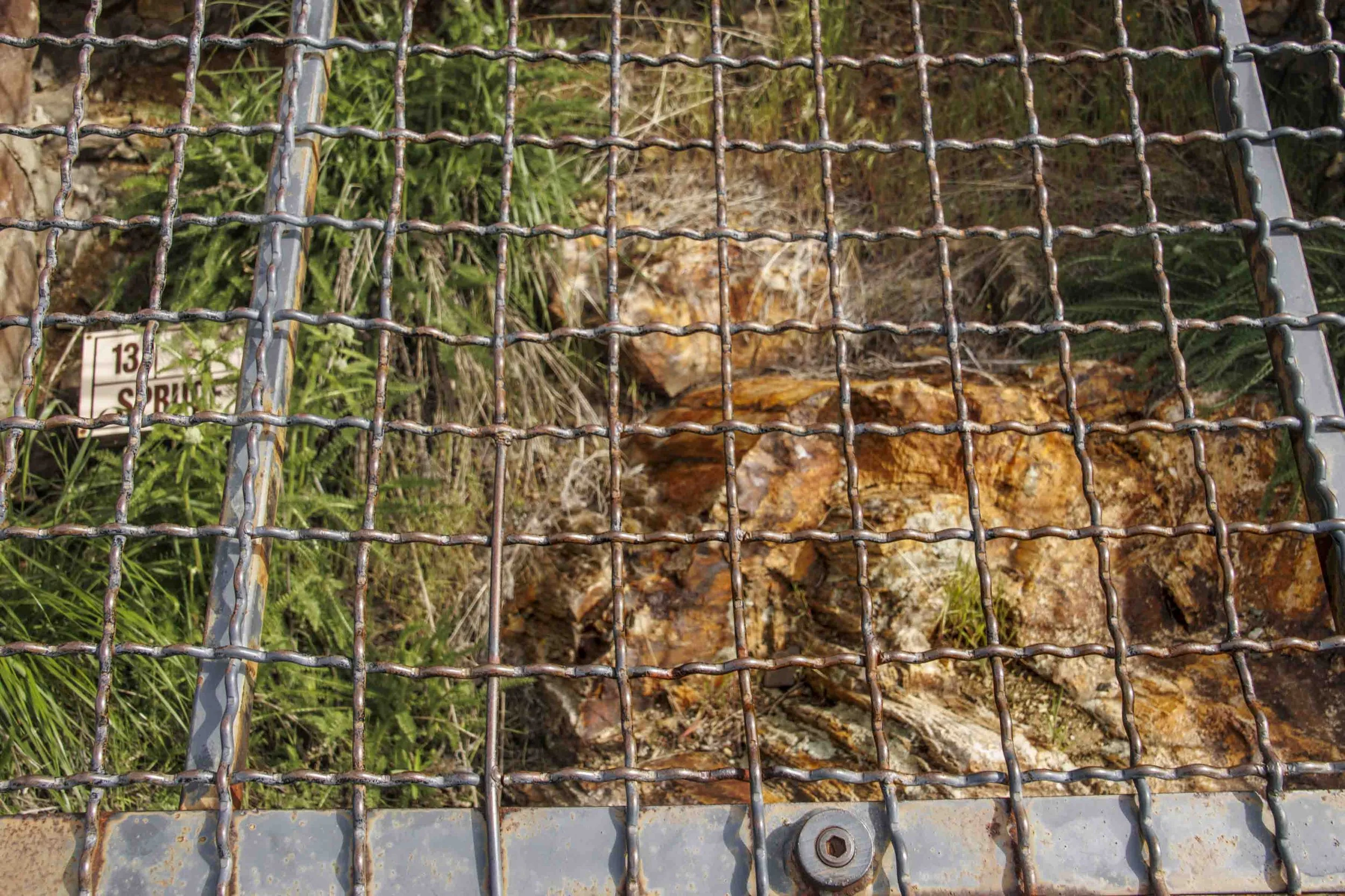 tree - covered spruce.jpg