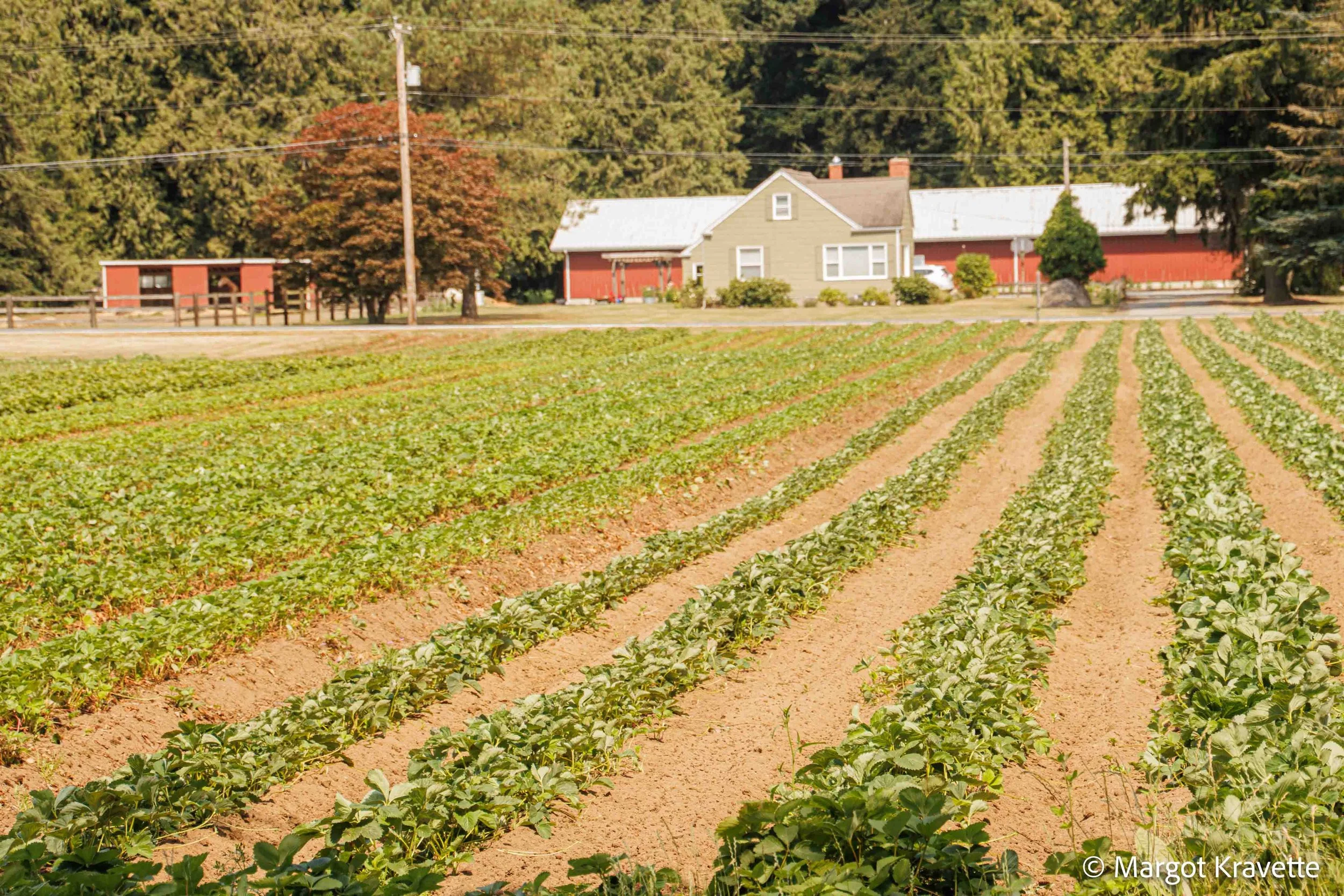 farm rows-8585.jpg