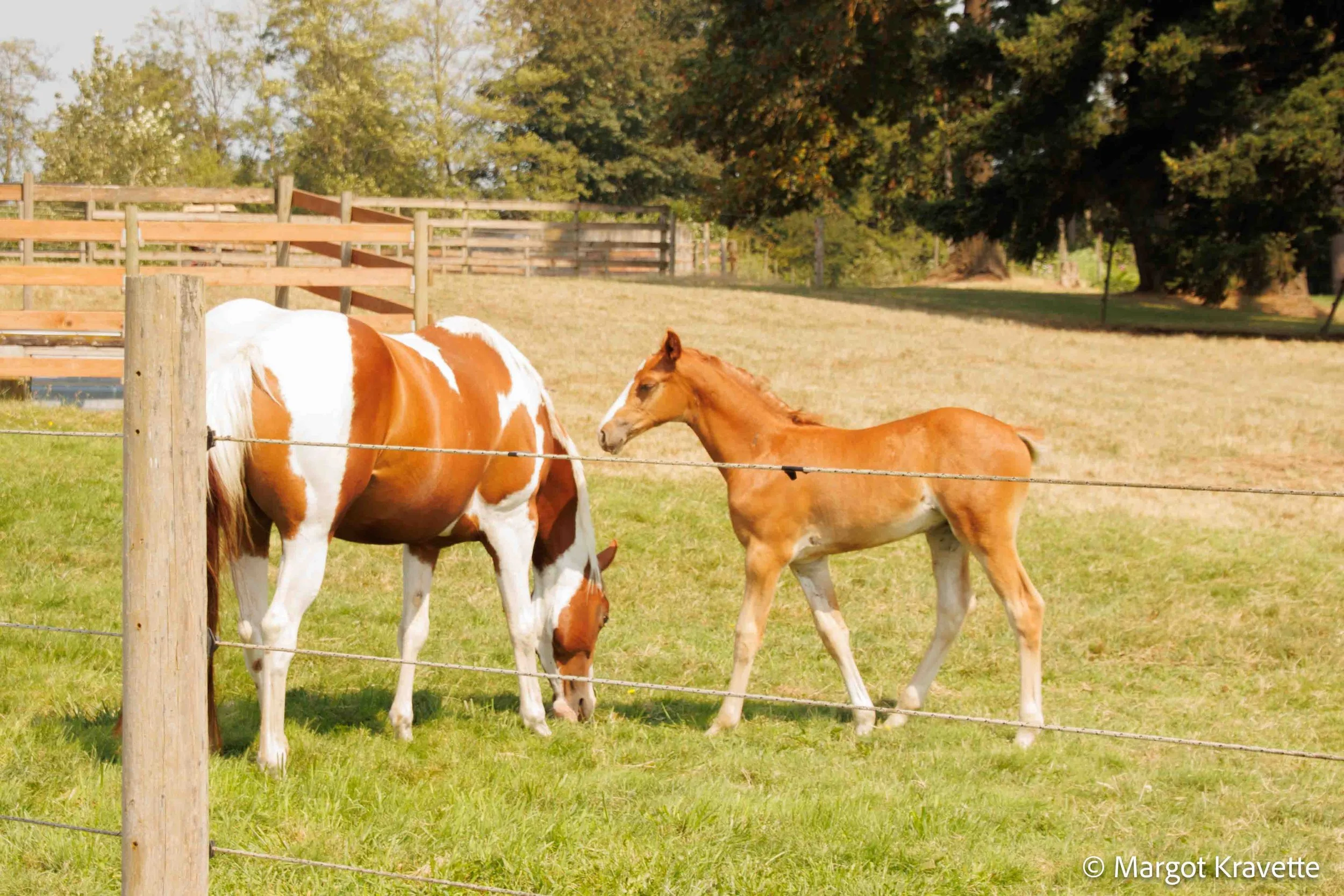 horses 2-8533.jpg